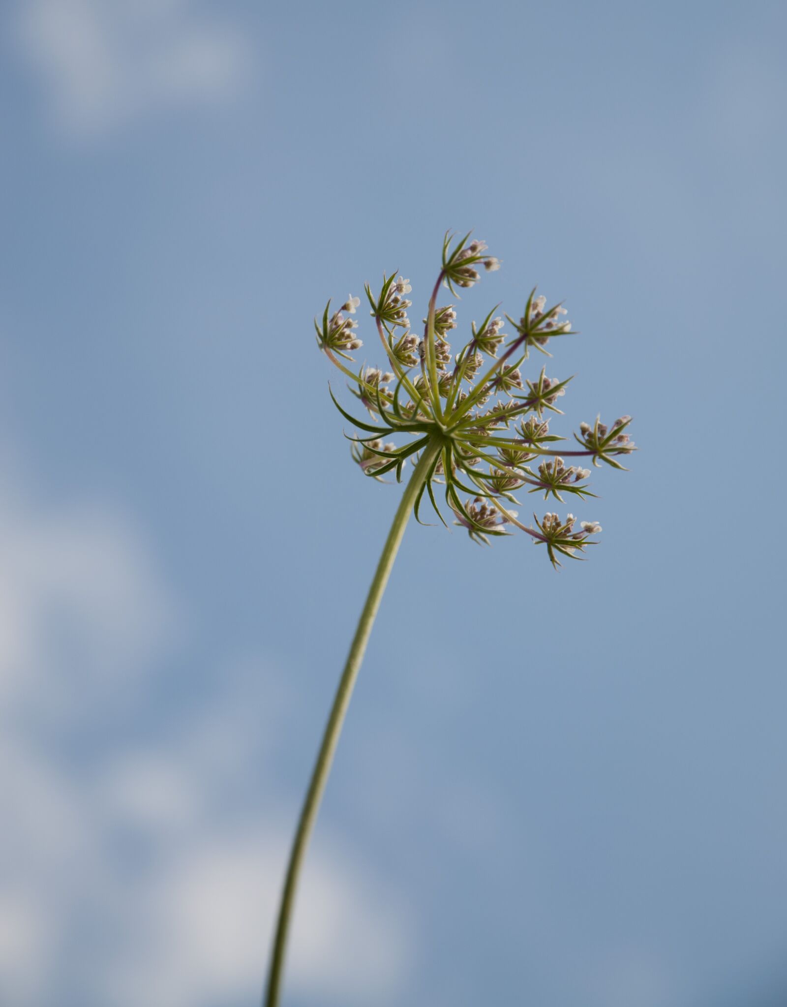 Nikon D5000 sample photo. Flower, macro, nature photography