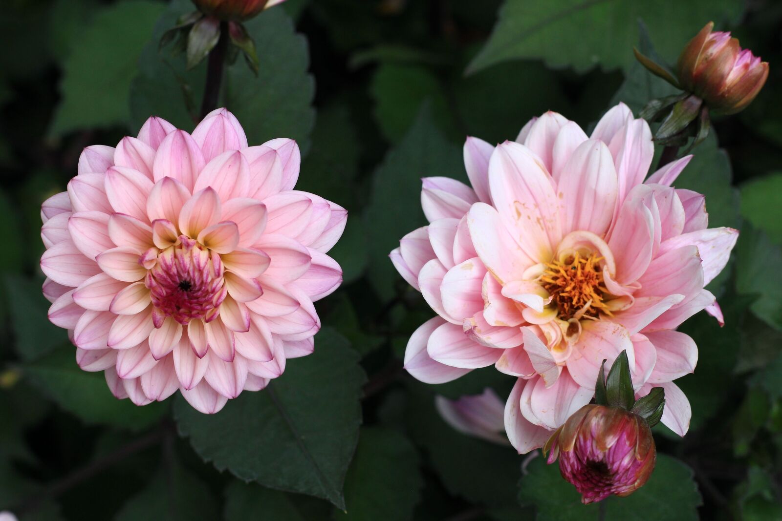 Canon EOS 100D (EOS Rebel SL1 / EOS Kiss X7) + Canon EF 50mm F1.8 STM sample photo. Flowers, pink, summer photography