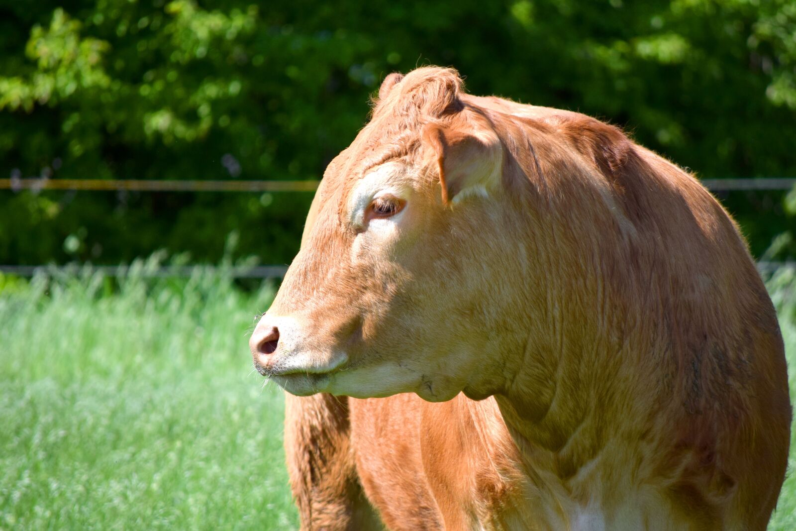 Nikon D5300 sample photo. Cow, beef, grass photography