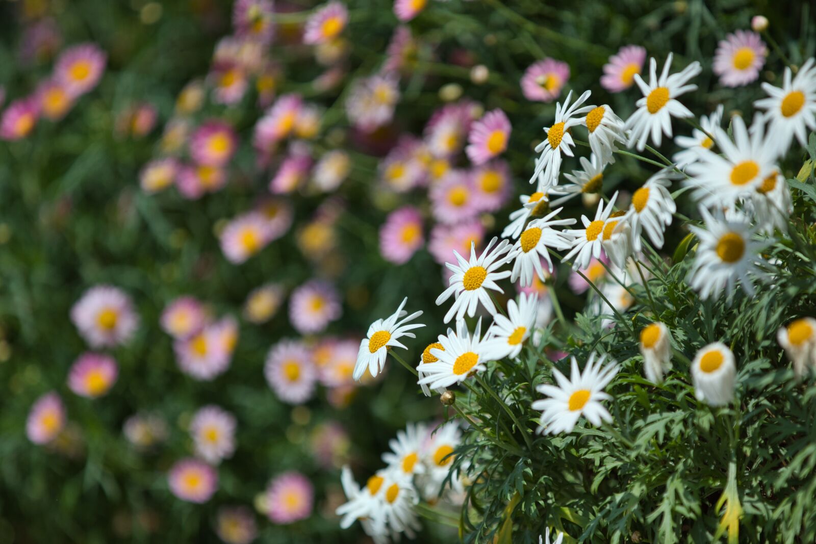 Canon EF 70-200mm F2.8L IS II USM sample photo. Garden, flowers, color photography