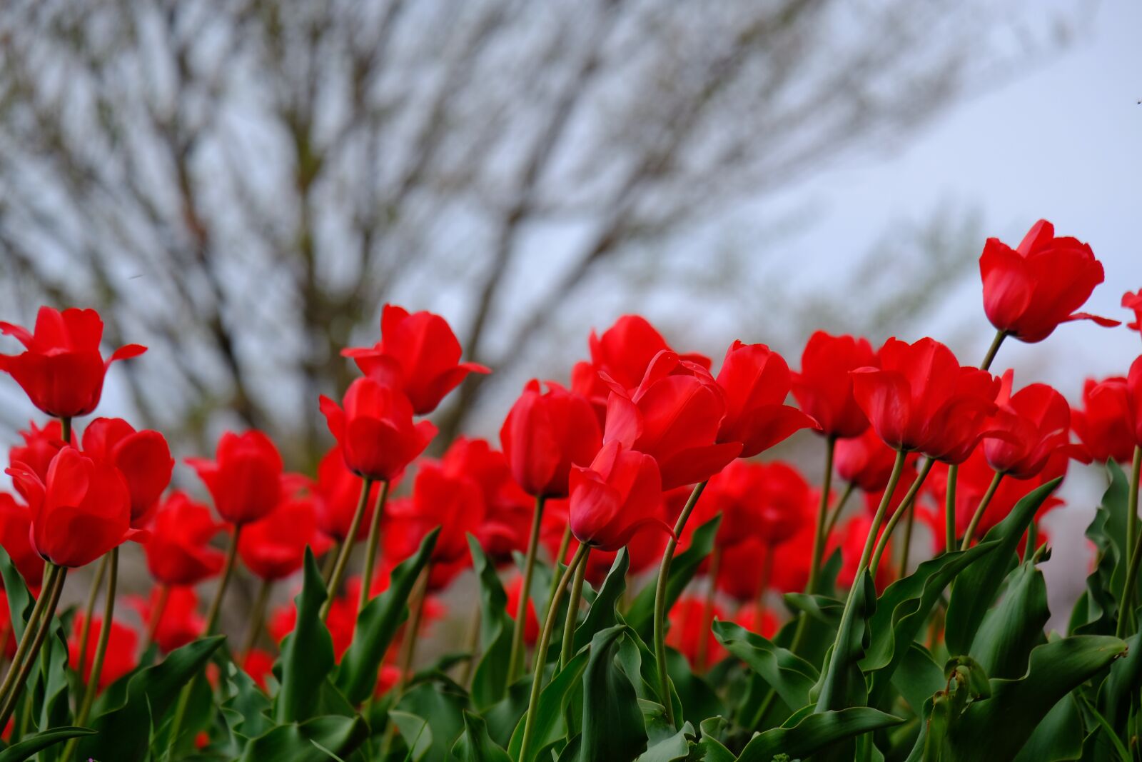 Fujifilm X-T20 + Fujifilm XC 50-230mm F4.5-6.7 OIS II sample photo. Flowers, natural, plant photography