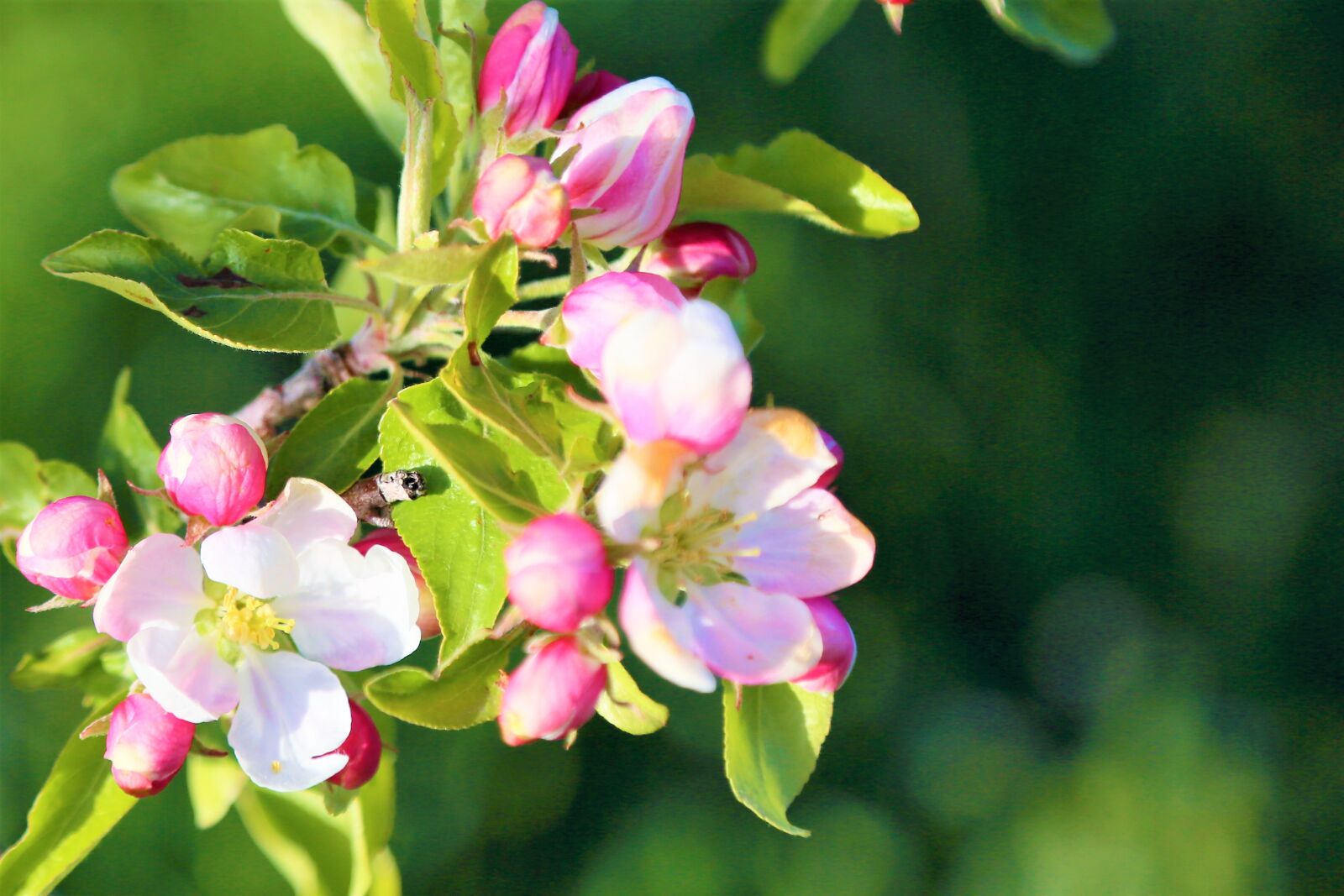Canon EF 24-105mm F4L IS USM sample photo. Flowers, spring, tree photography