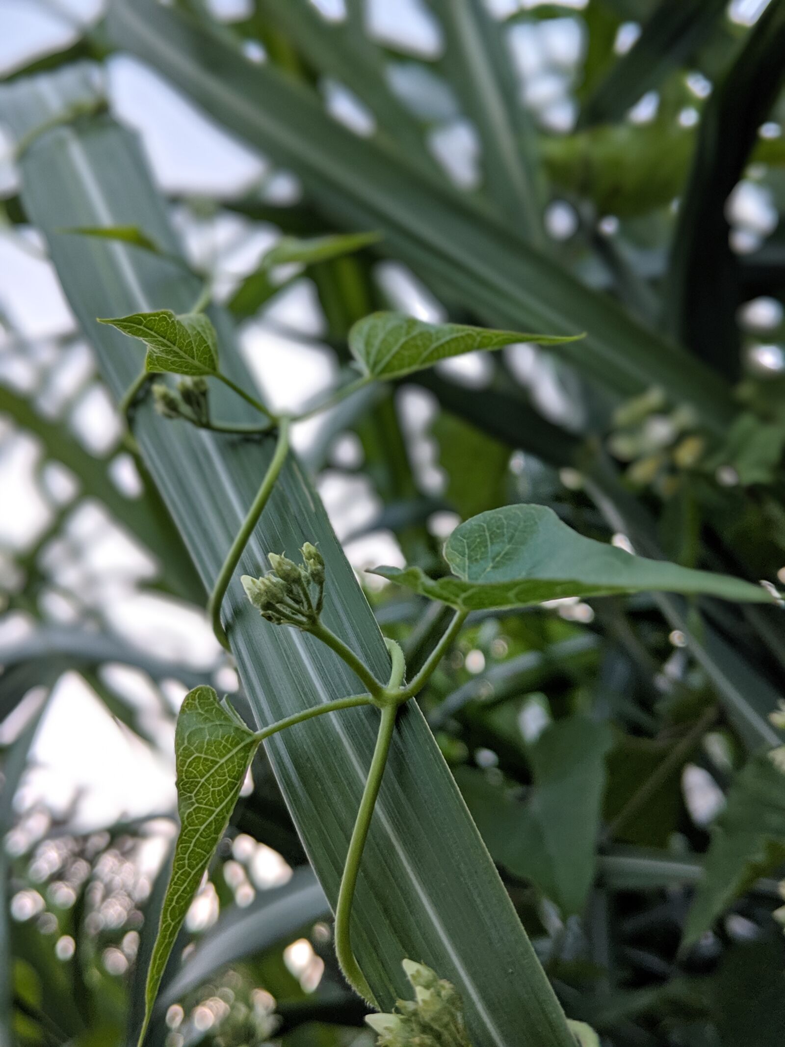 Google Pixel 2 sample photo. Vine, creeper, twist photography