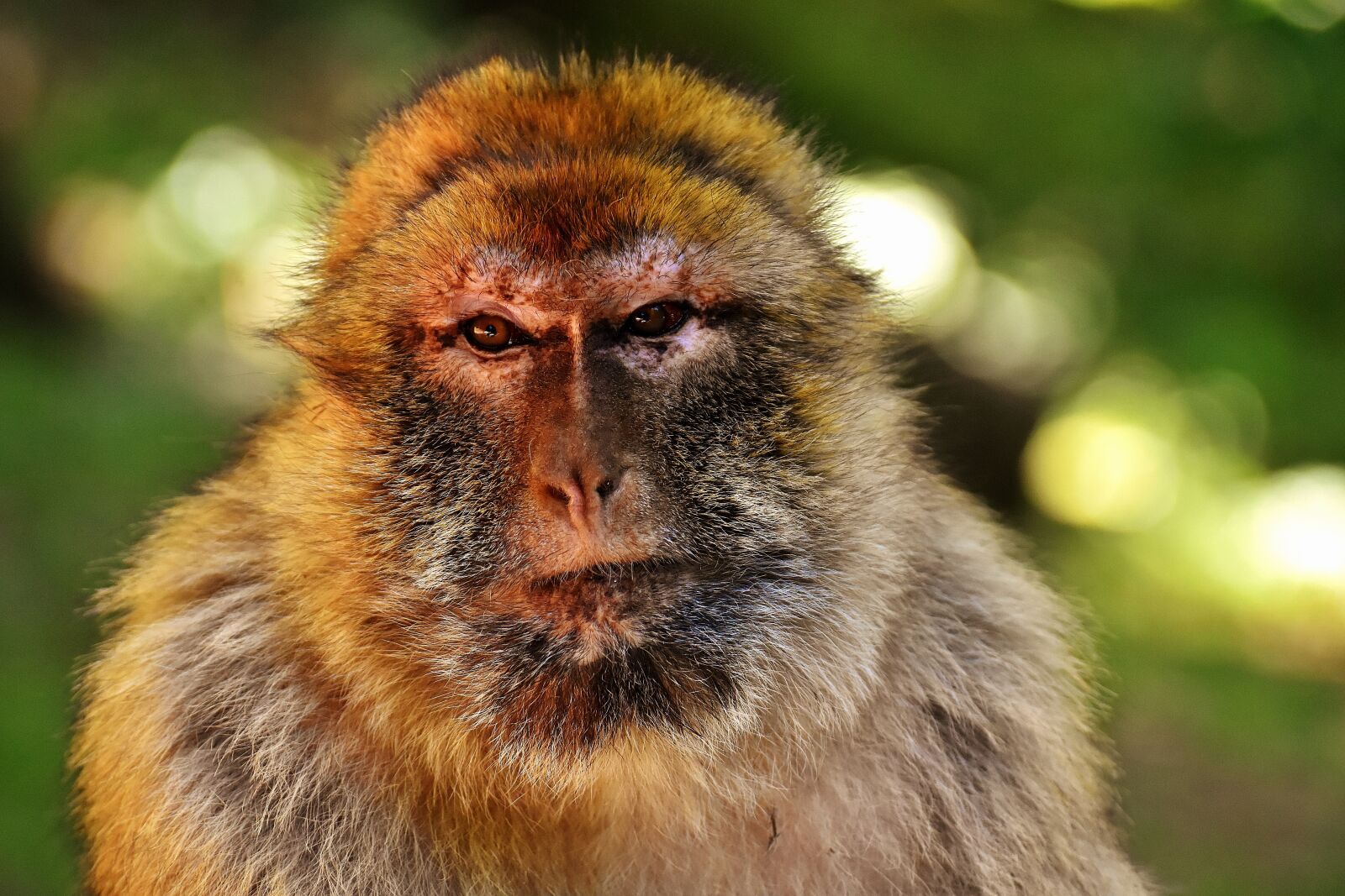 Nikon D7200 sample photo. Barbary ape, endangered species photography
