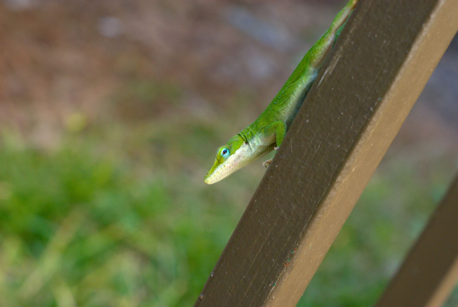 Nikon D40X sample photo. Lizard, reptile, animal photography