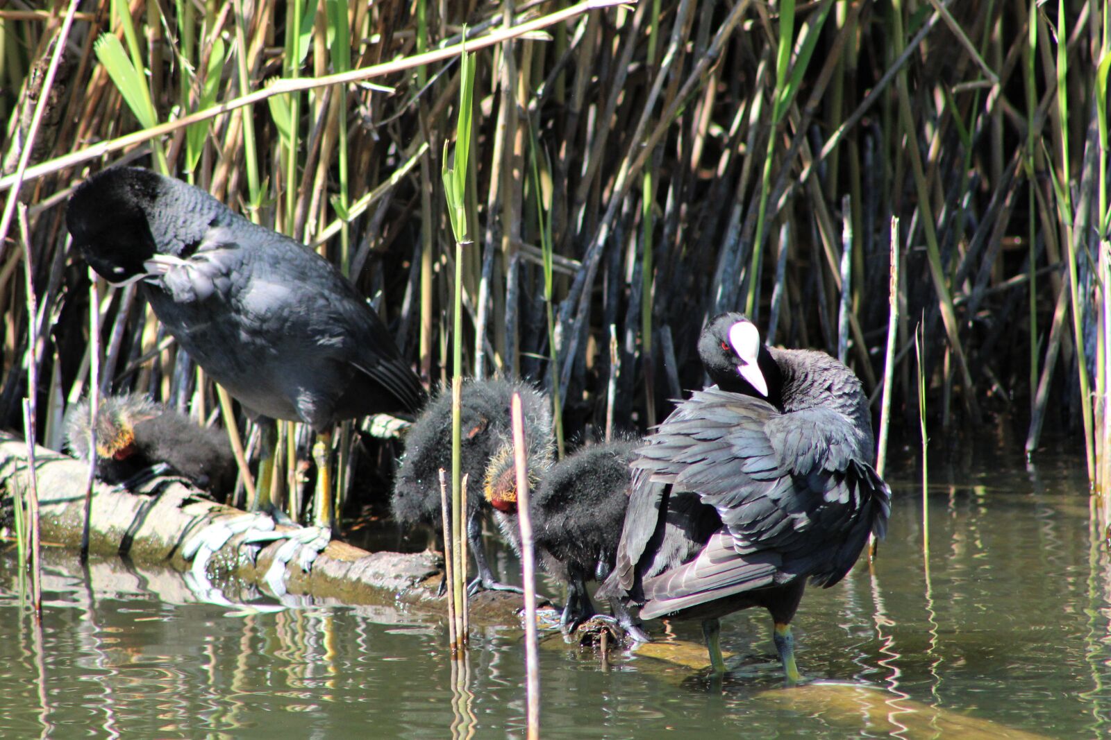 Canon EF75-300mm f/4-5.6 sample photo. Birds, nature, animal photography