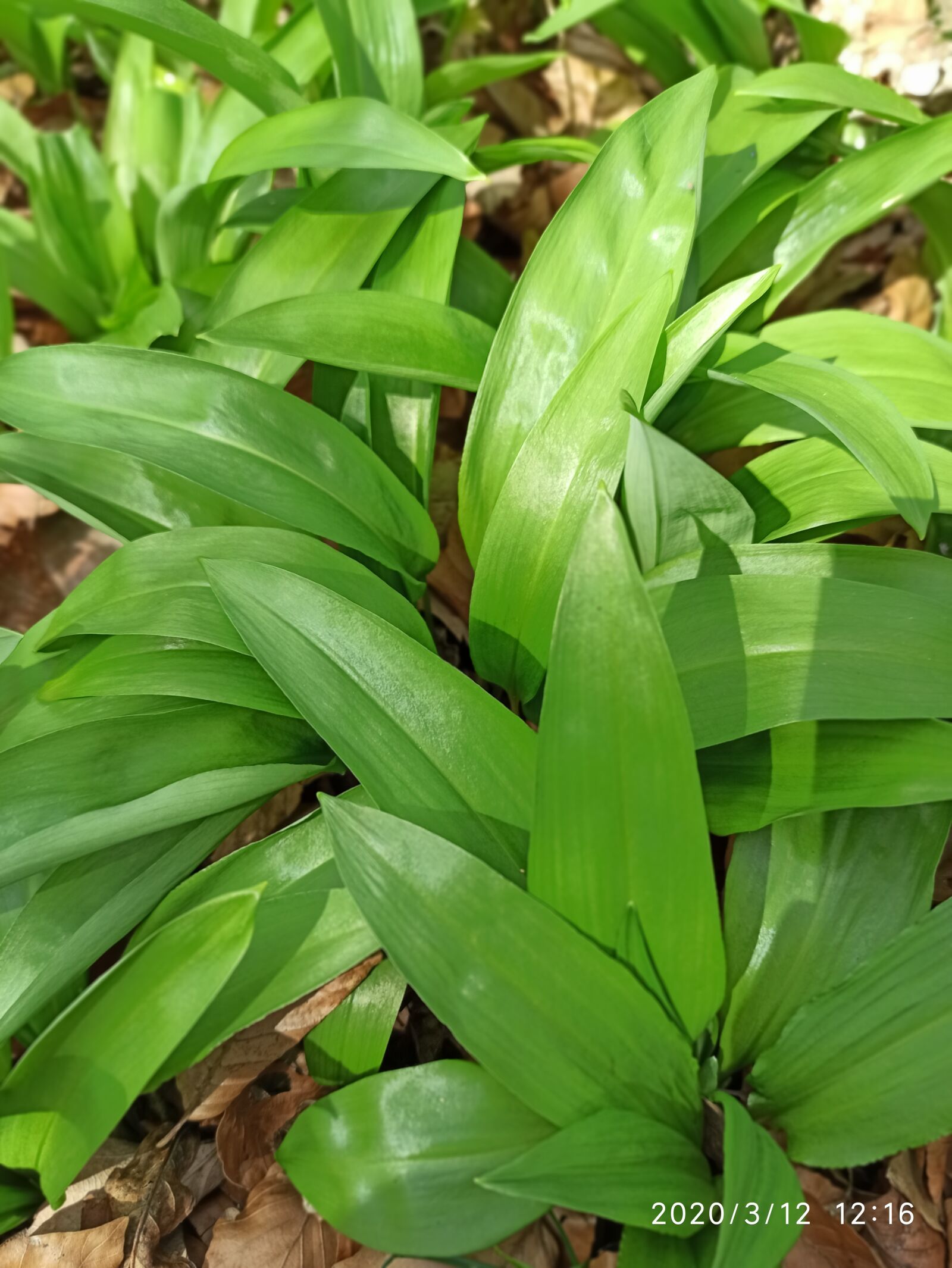 Xiaomi Redmi Note 8 Pro sample photo. Wild garlic forest, wienerwald photography