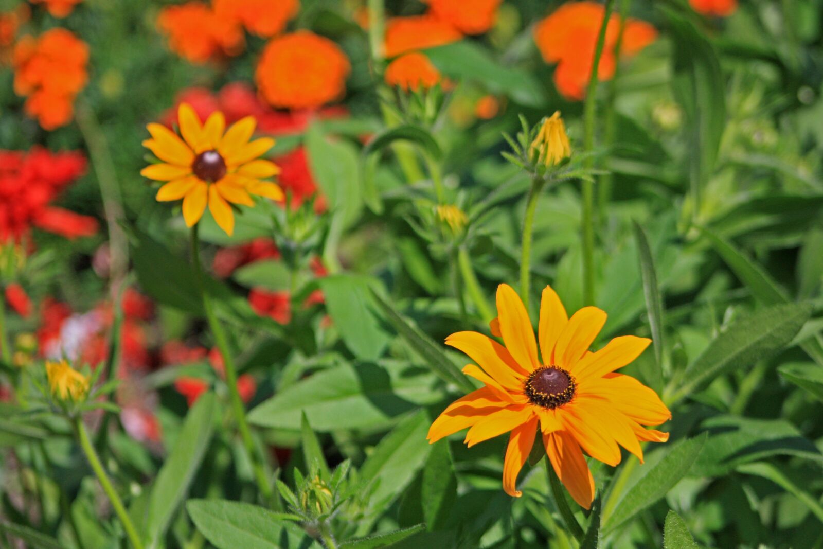 Canon EOS 1000D (EOS Digital Rebel XS / EOS Kiss F) sample photo. Black-eyed rudbeckie, flowers, meadow photography