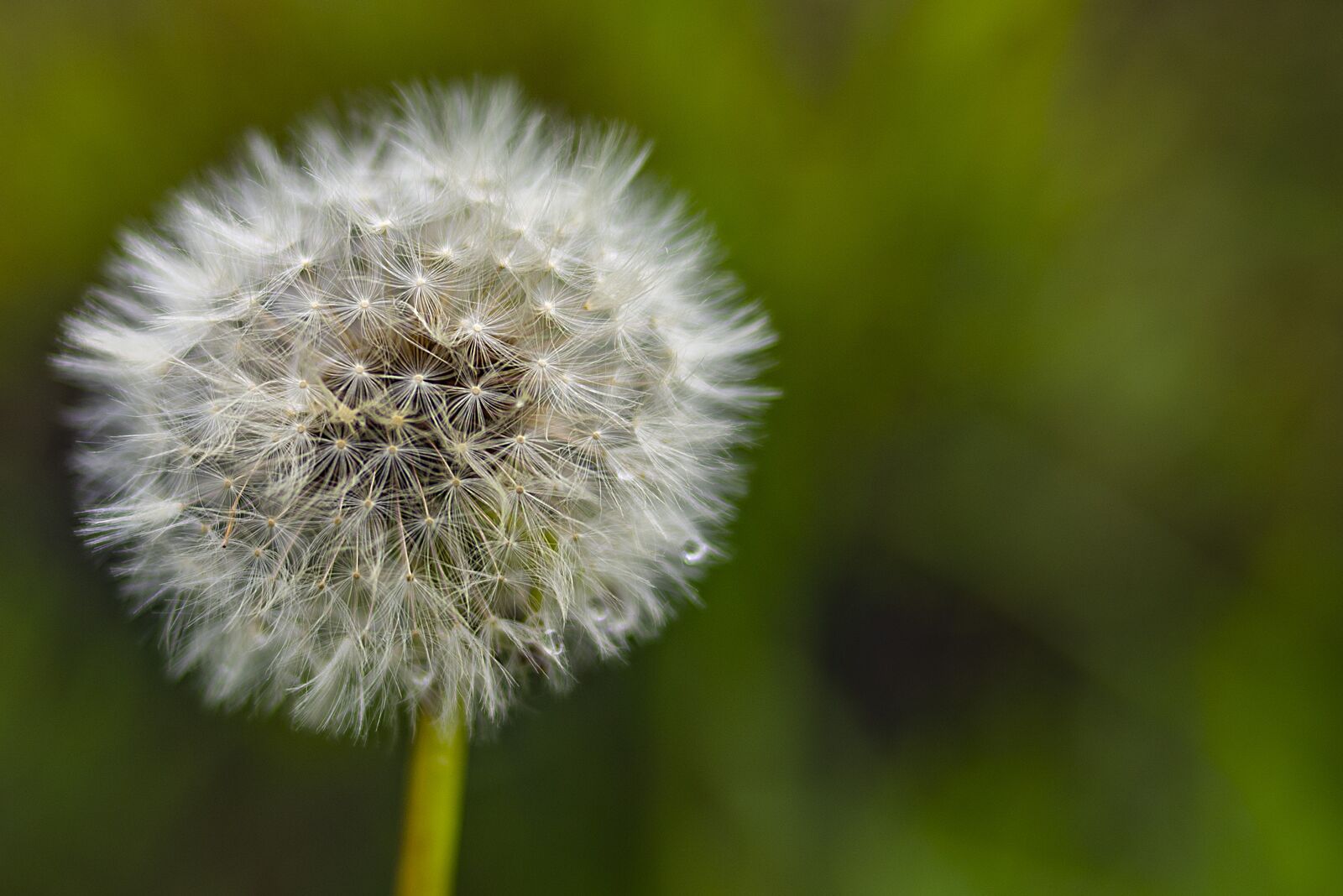 Nikon D600 sample photo. Dandelion, macro, flower photography