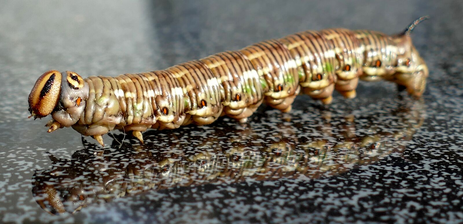Panasonic Lumix DMC-FZ1000 sample photo. Winch hawk moth, caterpillar photography
