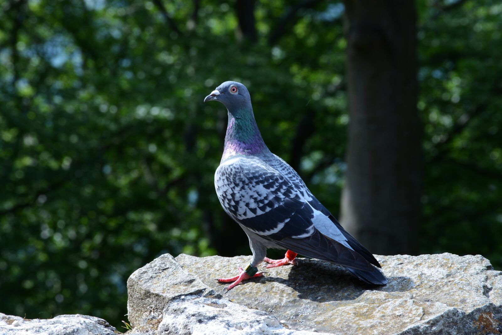 Nikon D7100 sample photo. Pigeon, bird, feather photography