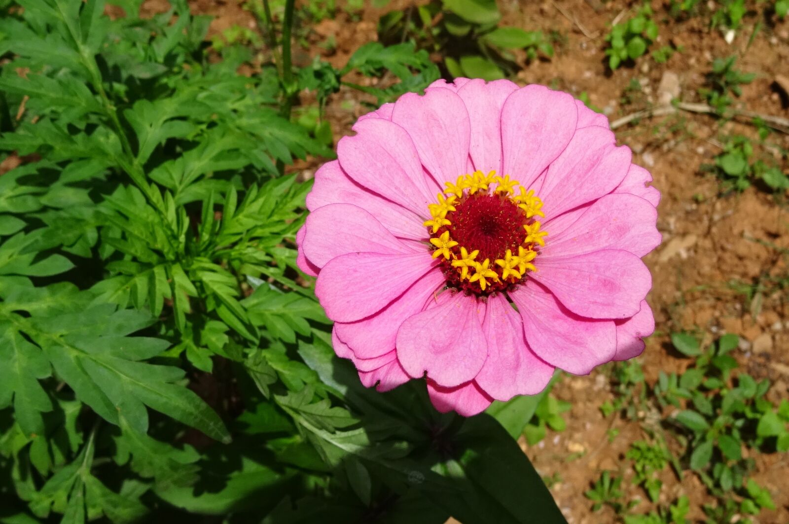 Sony DSC-HX60V sample photo. Zinnia, flower, pink photography