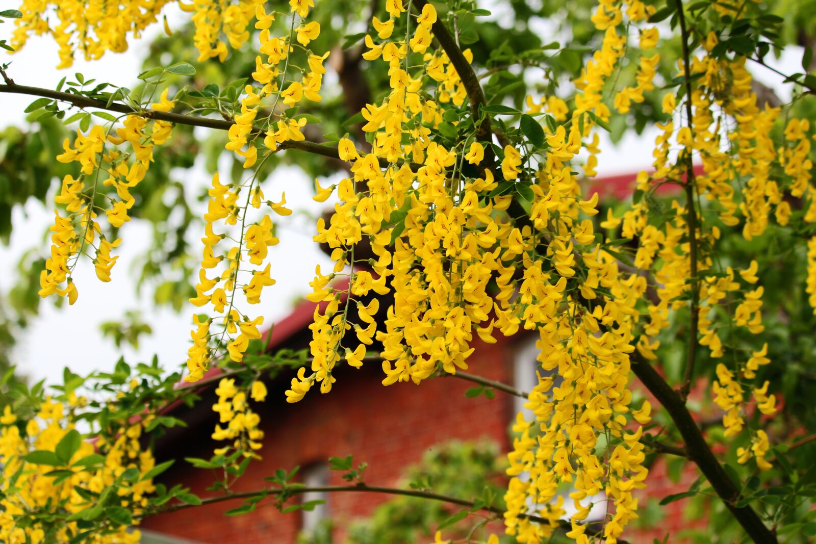 Canon EF-S 55-250mm F4-5.6 IS STM sample photo. Laburnum, spring, yellow photography