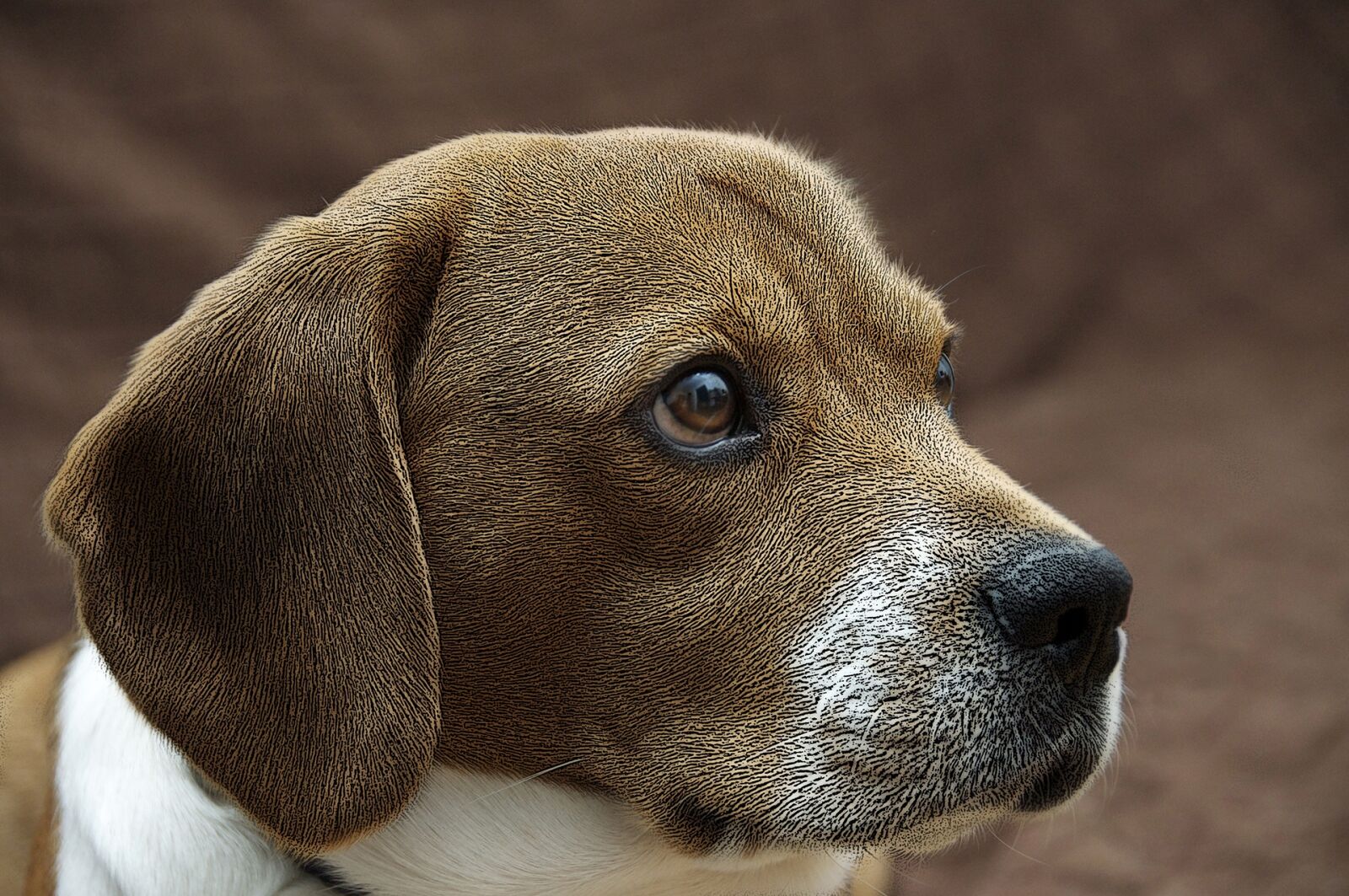 Nikon D90 sample photo. Dog, animal, domestic animal photography