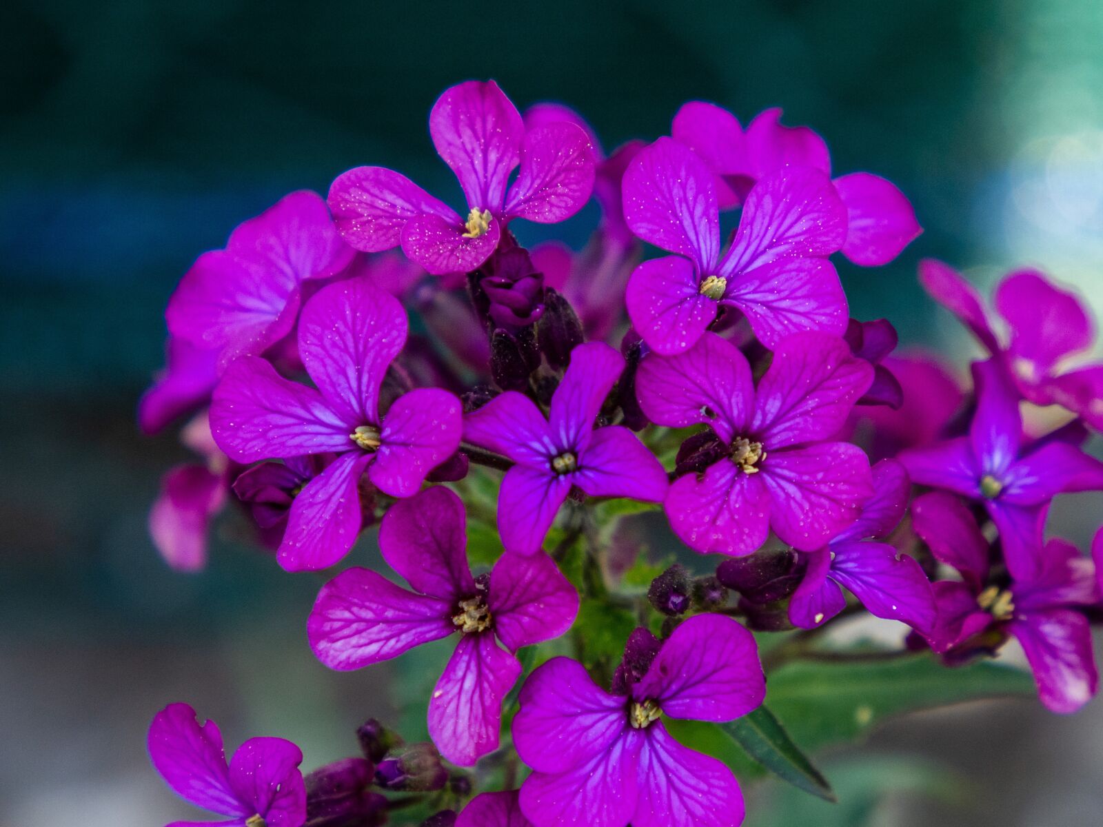 Olympus OM-D E-M10 III sample photo. Flower, garden, nature photography