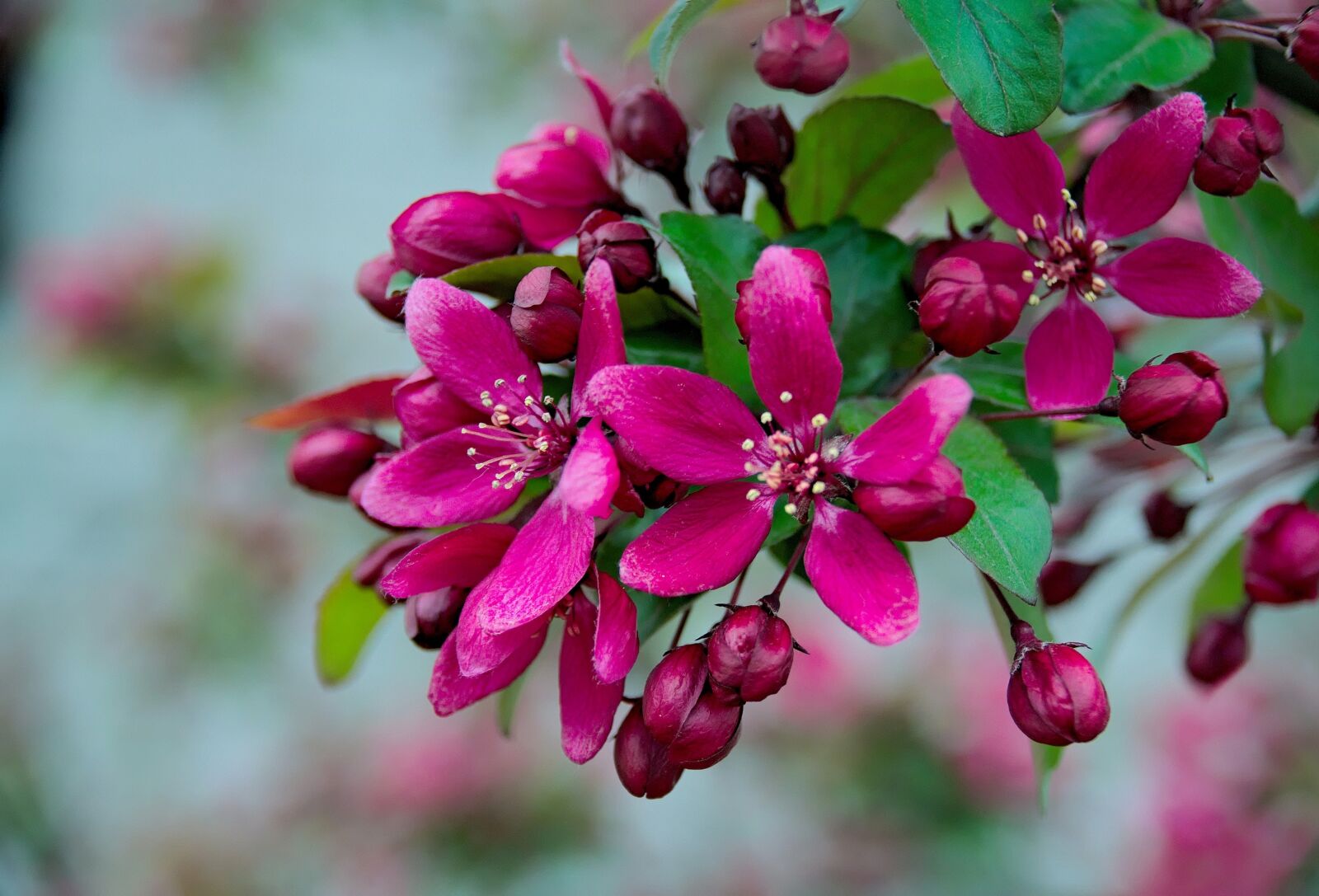 Nikon D3300 sample photo. Spring, apple, apple flower photography