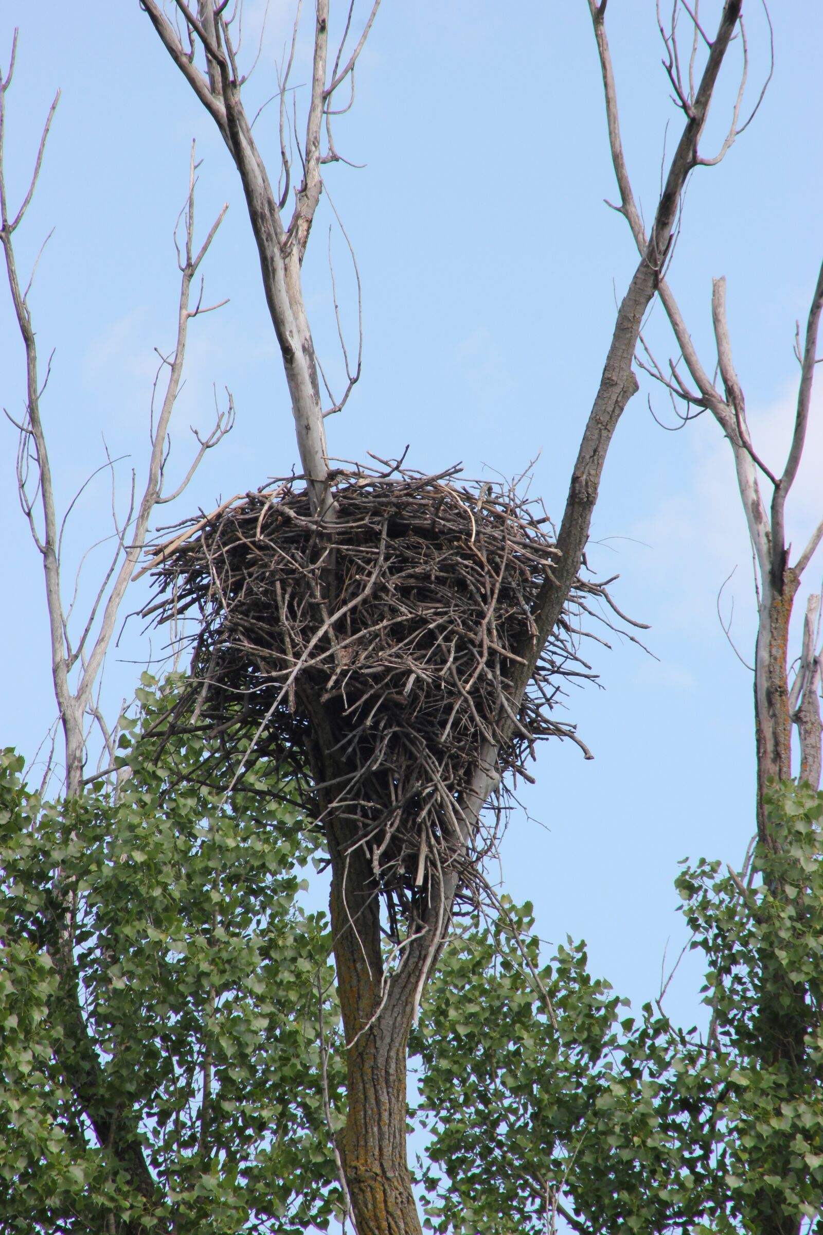 Canon EOS 550D (EOS Rebel T2i / EOS Kiss X4) sample photo. Nest, bald eagles nest photography