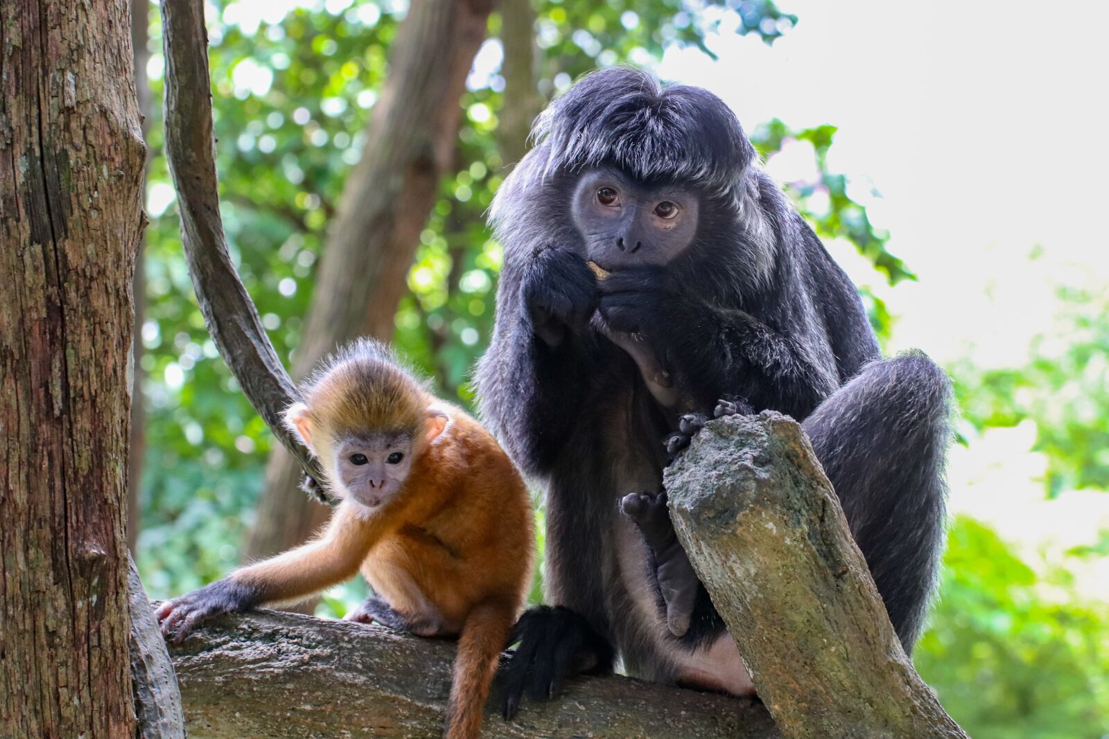 Canon EOS 800D (EOS Rebel T7i / EOS Kiss X9i) sample photo. Monkey, family, young photography