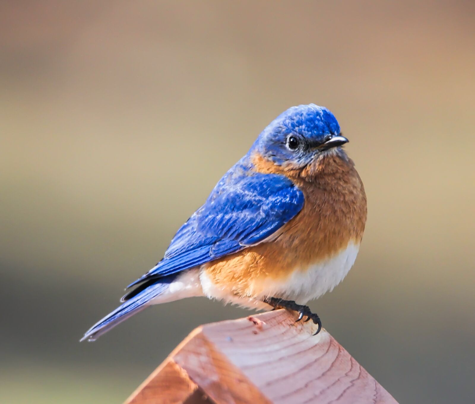 Tamron SP 150-600mm F5-6.3 Di VC USD sample photo. Bluebird, eastern bluebird, bird photography