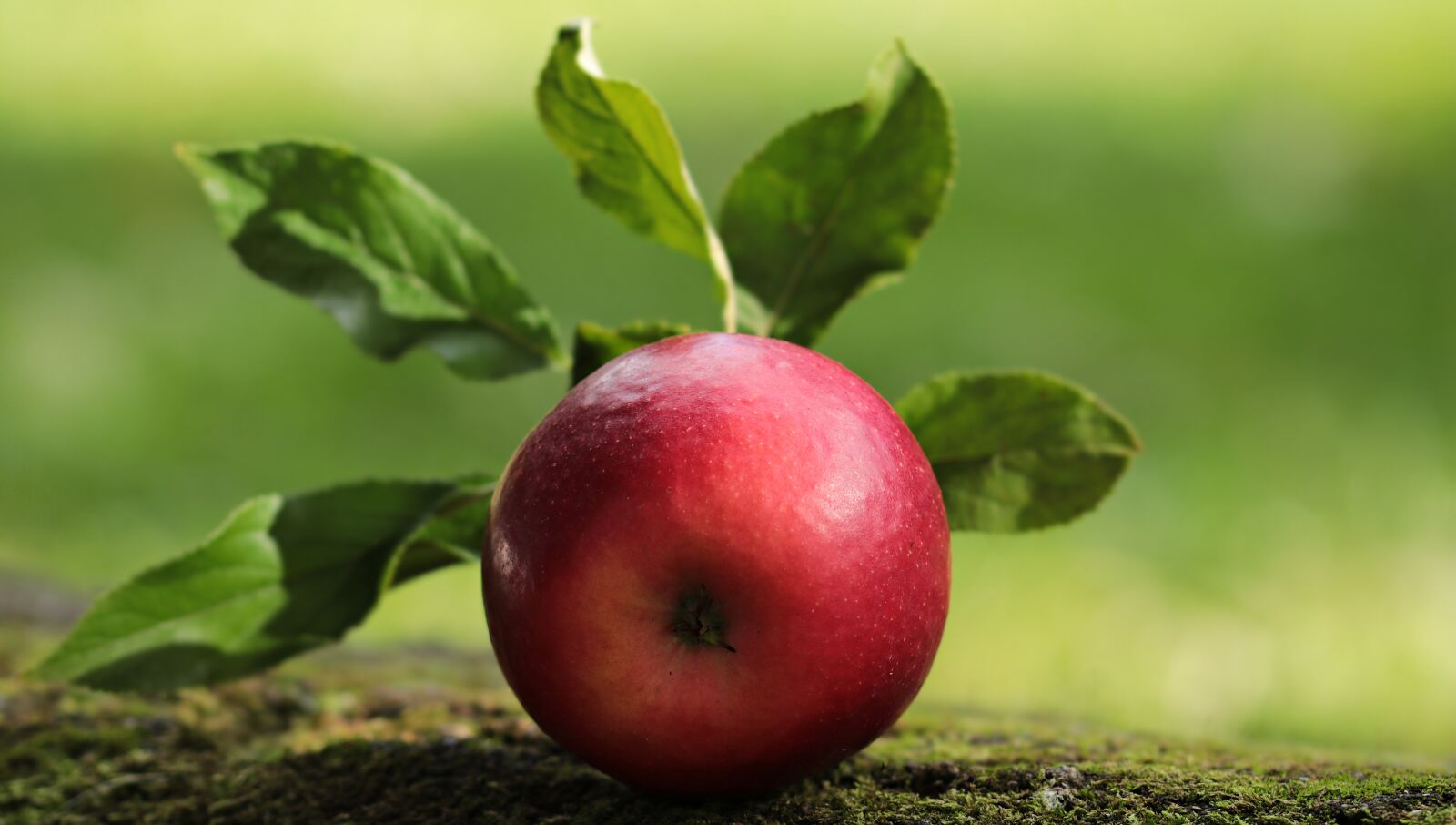 Canon EOS 80D sample photo. Apple, red, red apple photography
