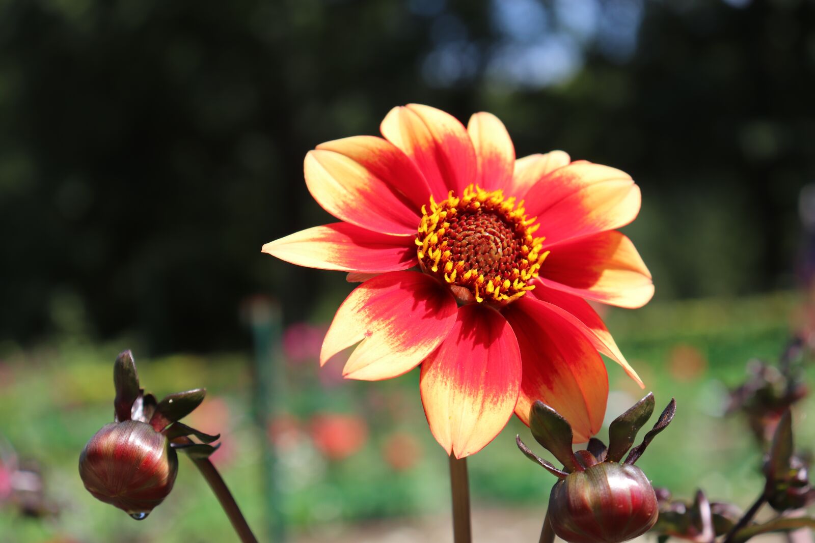 Canon EOS 800D (EOS Rebel T7i / EOS Kiss X9i) sample photo. Dahlias, flowers, plants photography