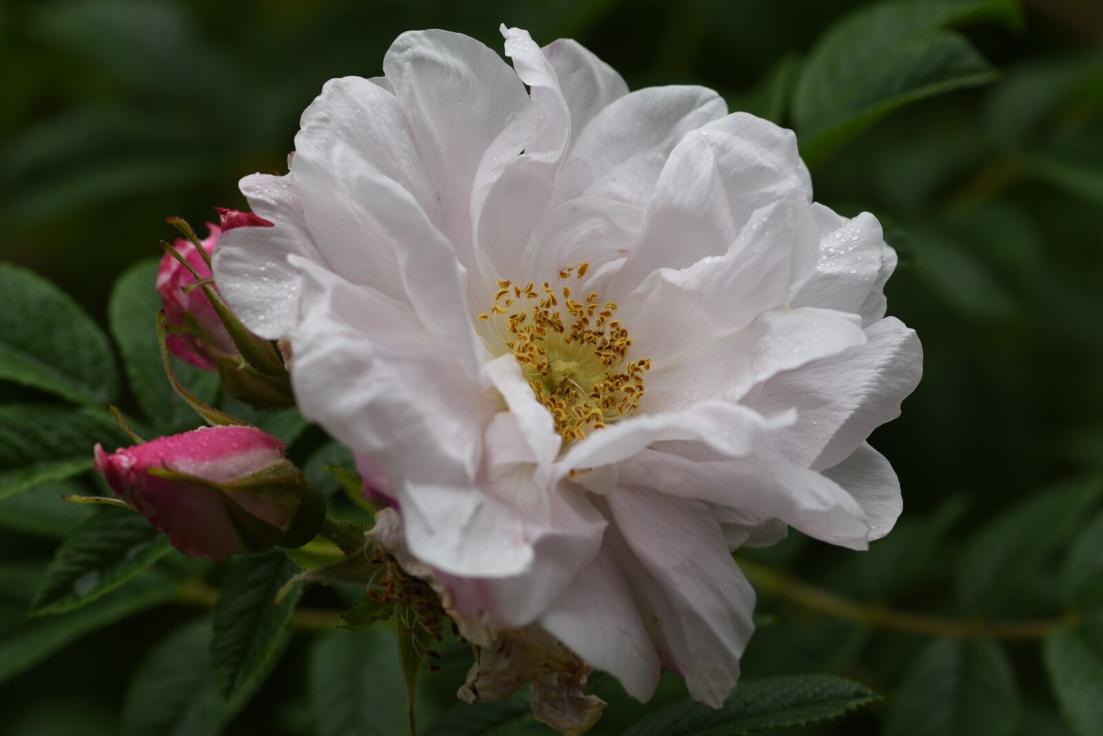 Nikon D750 sample photo. Rose, white, flower photography