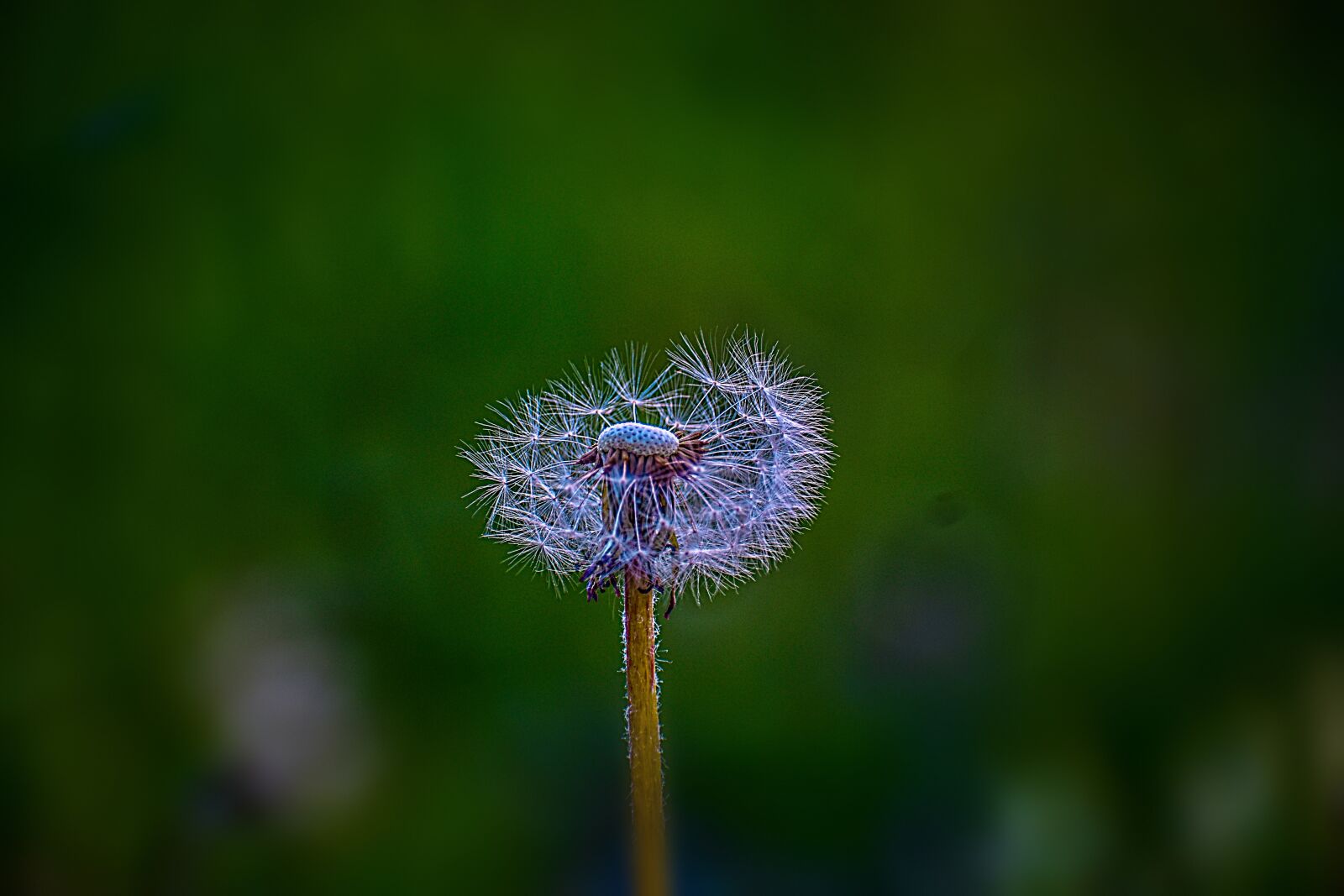 Nikon D3400 sample photo. Dandelion, nature, plant photography