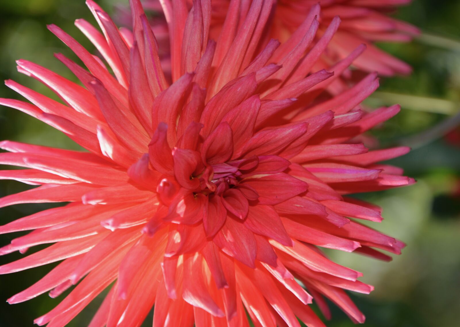 Nikon D5200 sample photo. Flower anemone, flowers, red photography