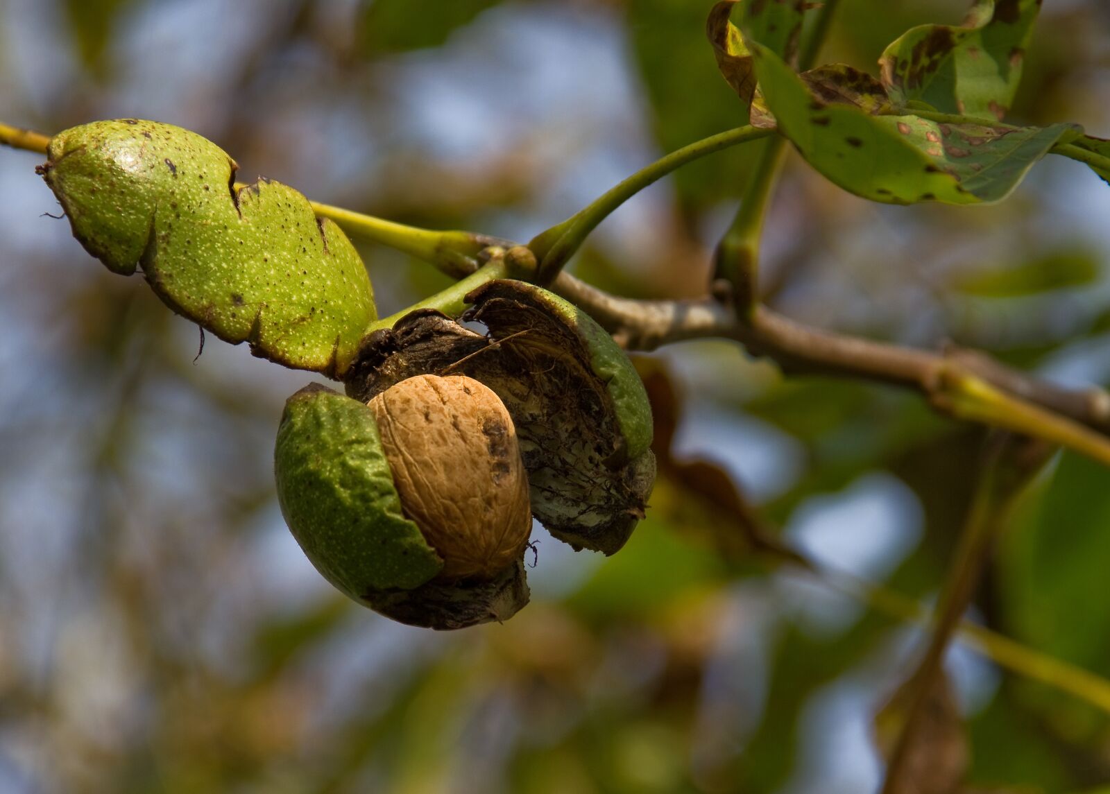 Canon EOS 550D (EOS Rebel T2i / EOS Kiss X4) sample photo. Walnut, deciduous tree, tree photography
