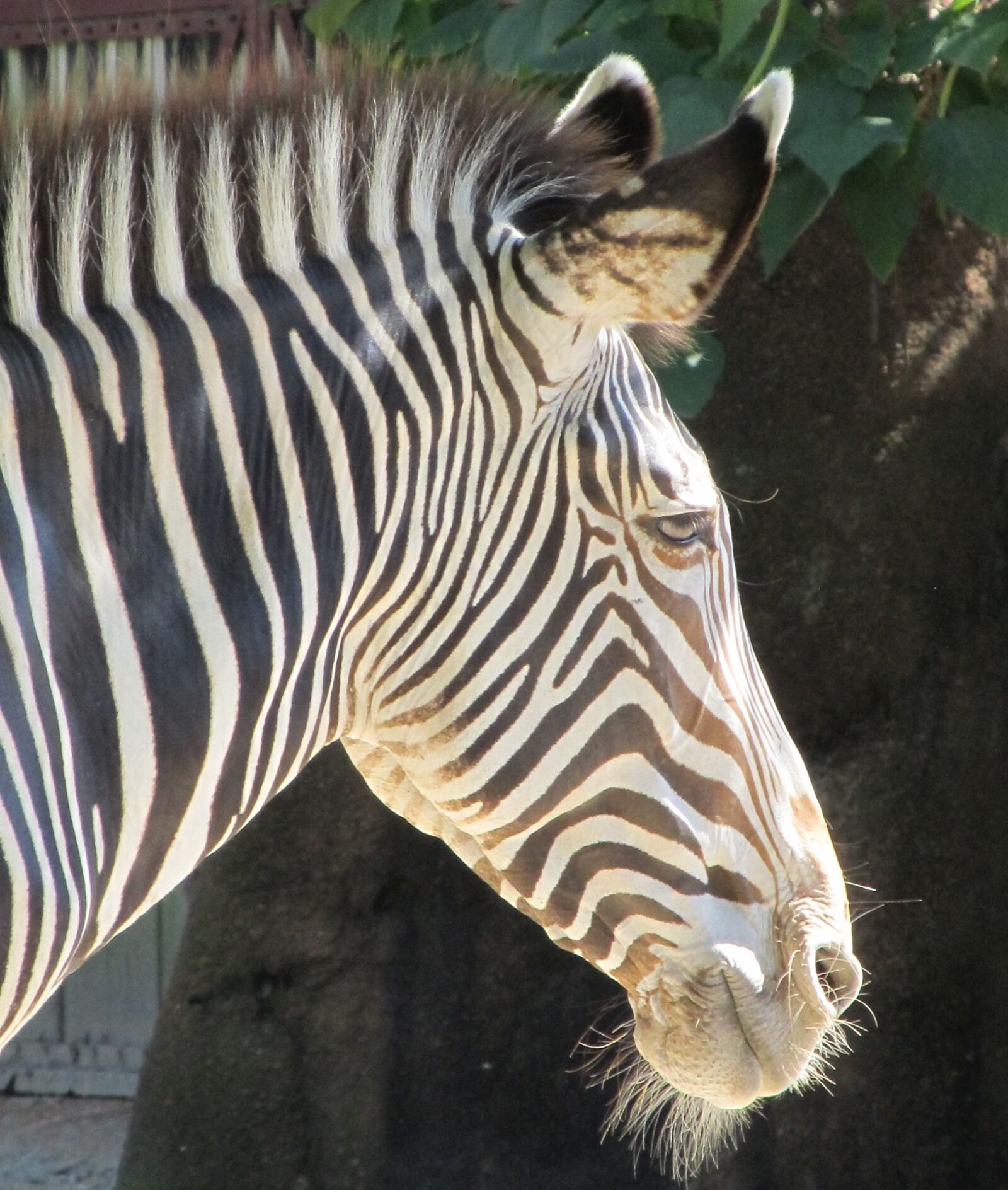 Canon PowerShot SX130 IS sample photo. Zebra, wildlife, head photography