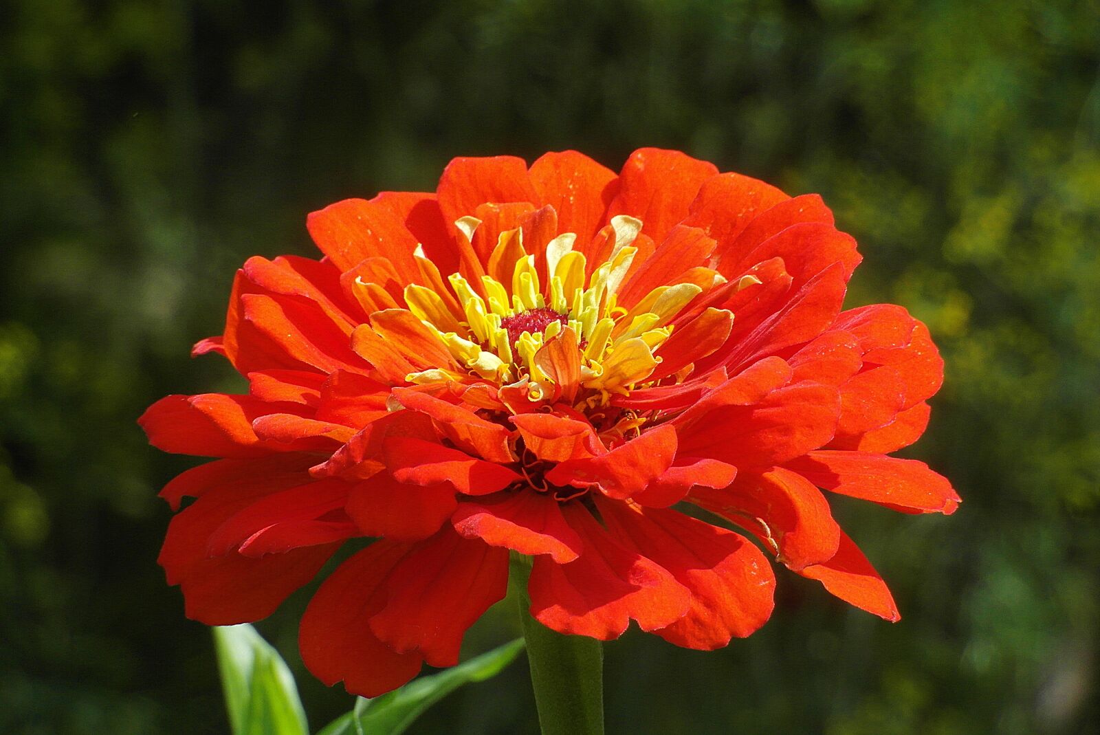 Samsung WB750 sample photo. Zinnia, flower, orange photography