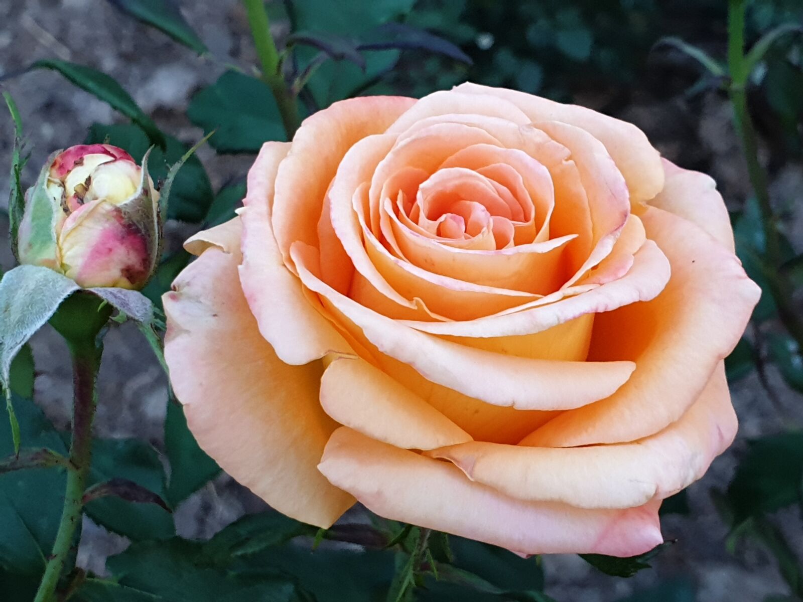 Samsung Galaxy Note9 sample photo. Rose, flower, love photography