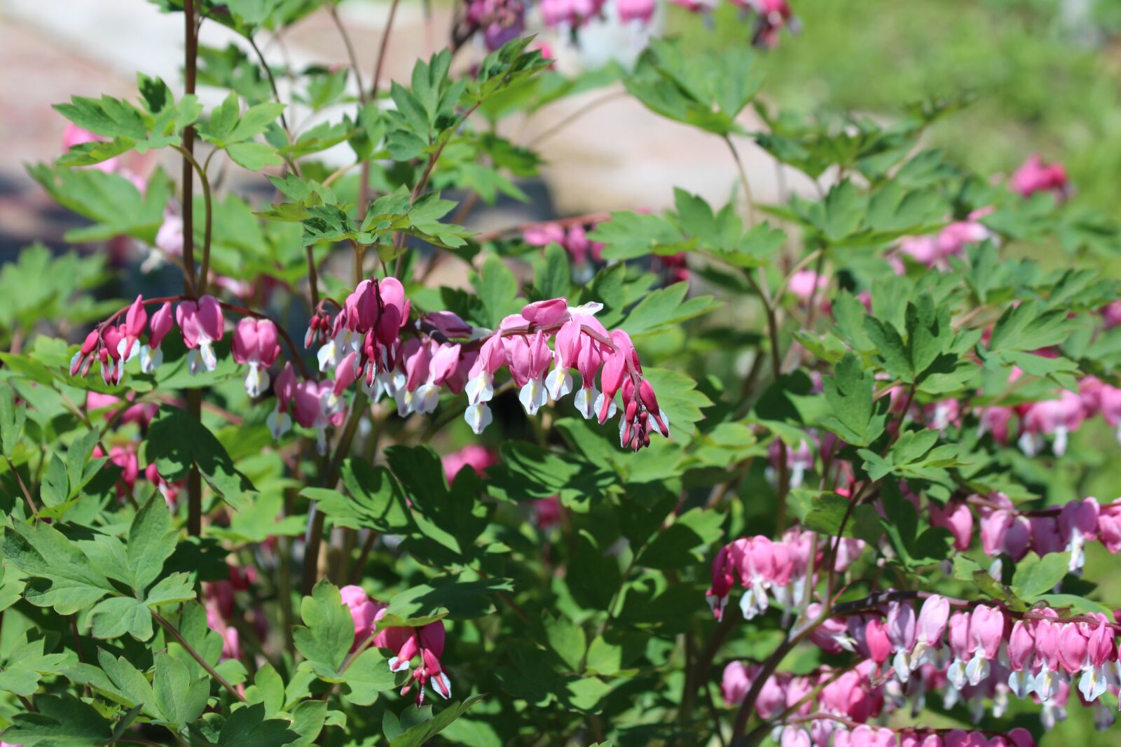 Canon EOS 650D (EOS Rebel T4i / EOS Kiss X6i) + Canon EF 70-300mm F4-5.6 IS USM sample photo. The bleeding heart, dicentra photography