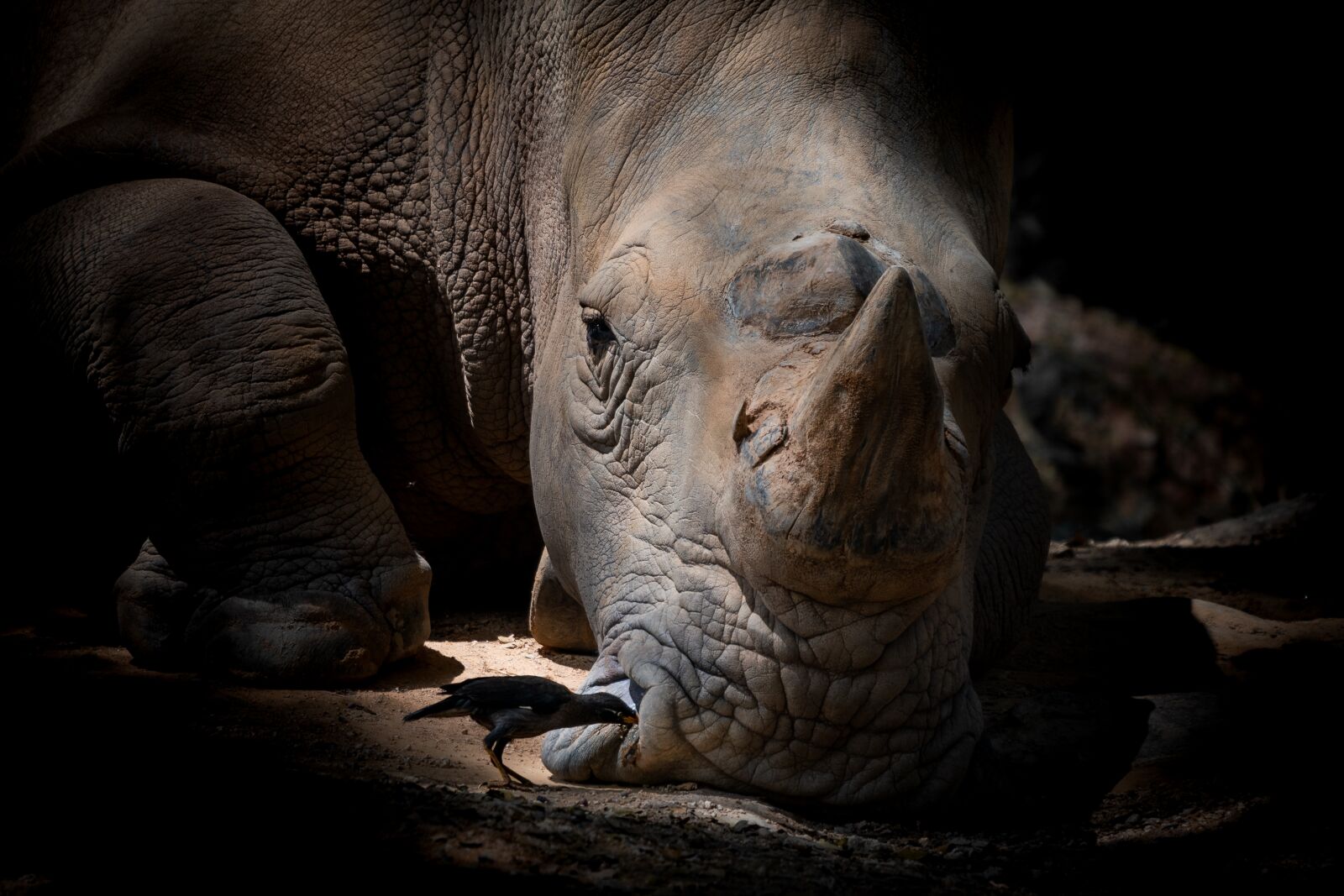 Nikon D500 sample photo. Rhino, shadows, silhouette photography
