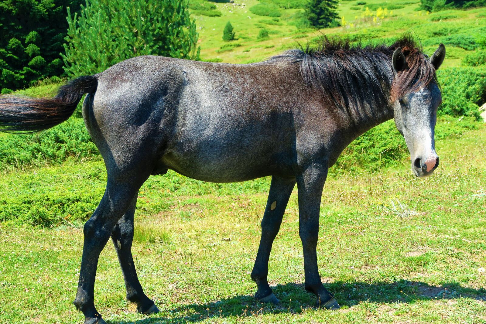 Canon PowerShot G7 X sample photo. Horse, nature, animal photography