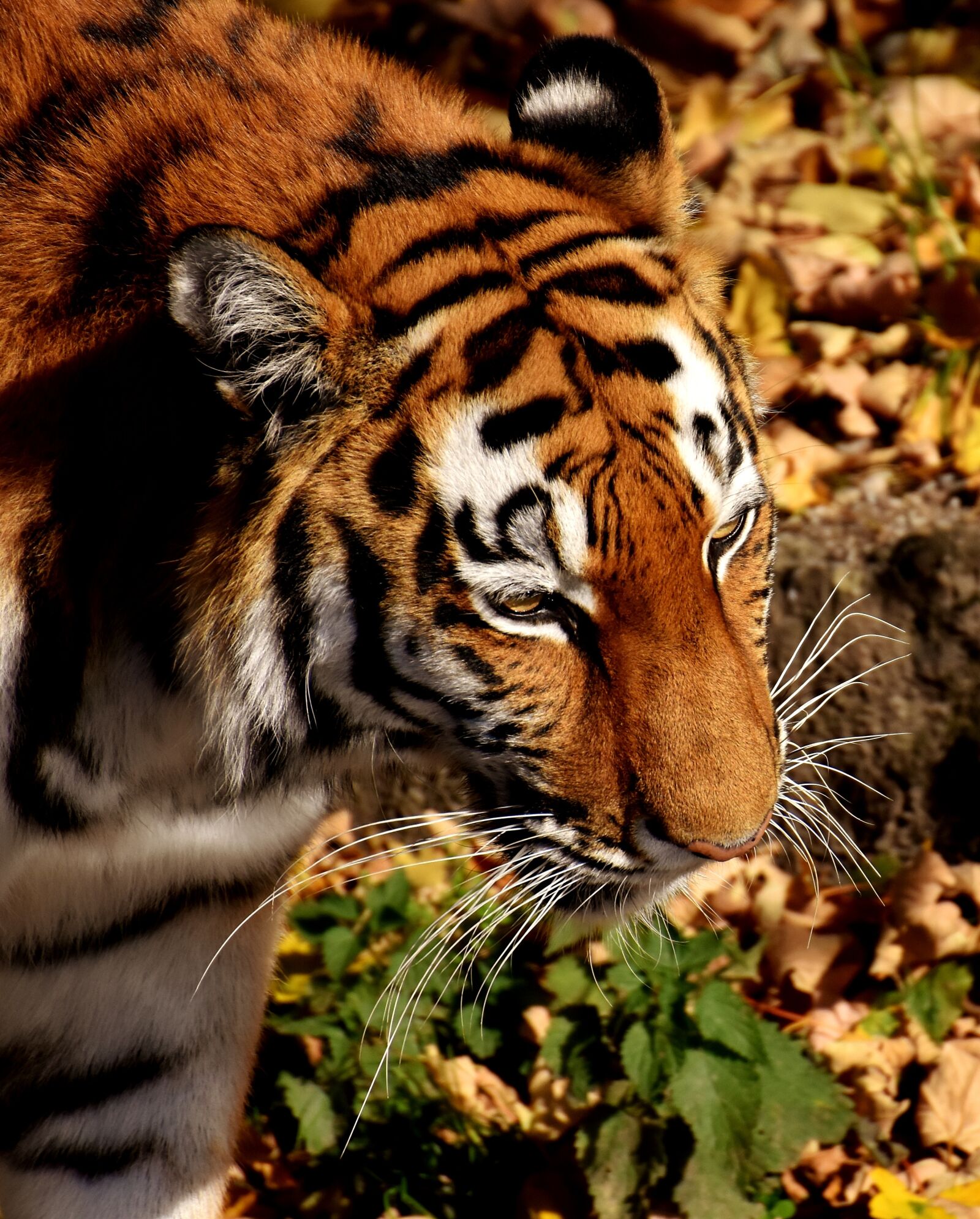 Nikon D7200 sample photo. Tiger, predator, lurking photography