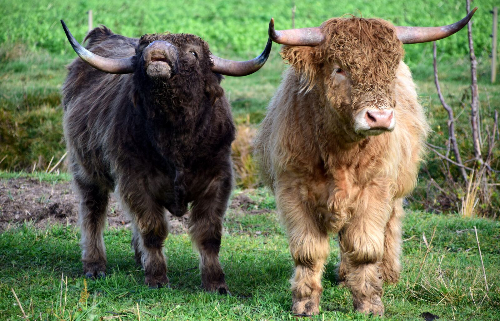 Nikon D3300 sample photo. Beef, bull, pasture photography