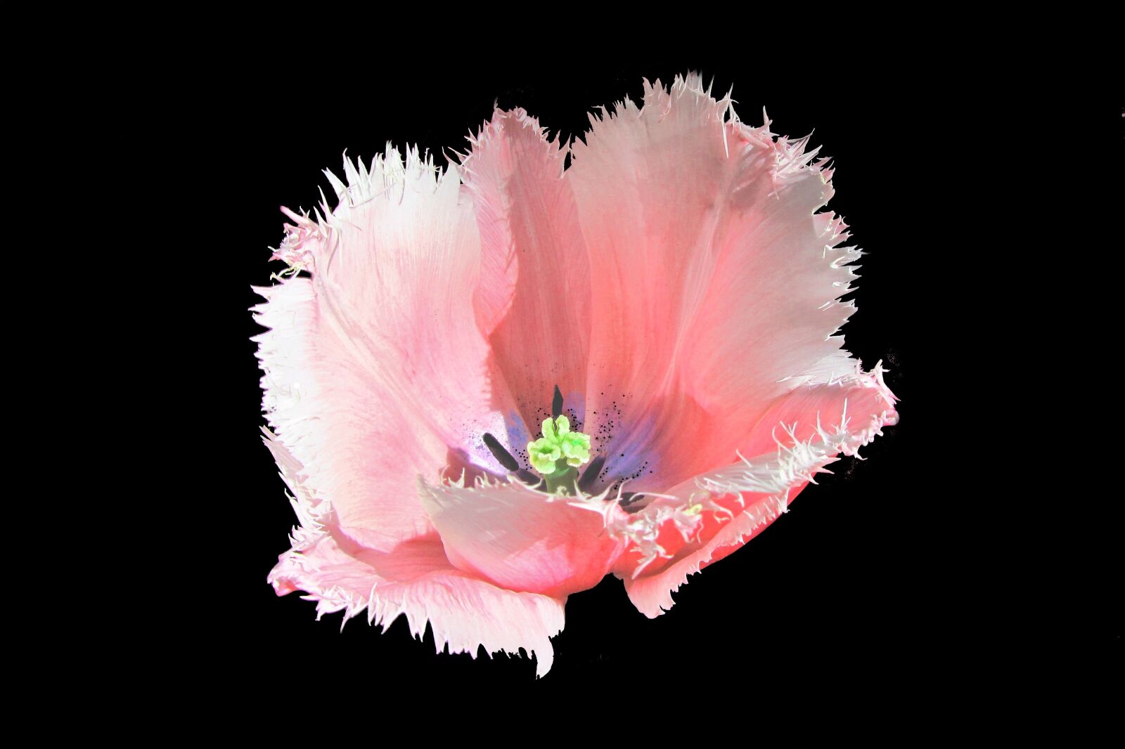 Canon PowerShot SX220 HS sample photo. Tulip, tulips, pink tulip photography