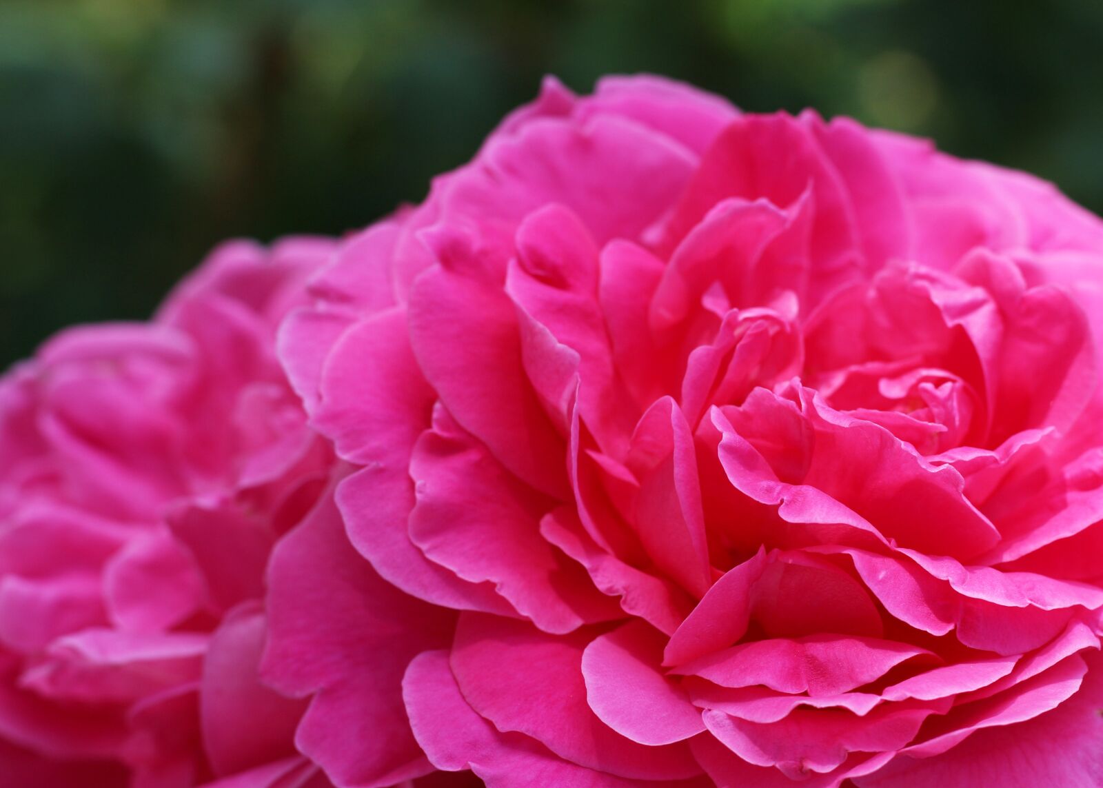 Canon EOS 700D (EOS Rebel T5i / EOS Kiss X7i) sample photo. Rose, pink rose, magenta photography