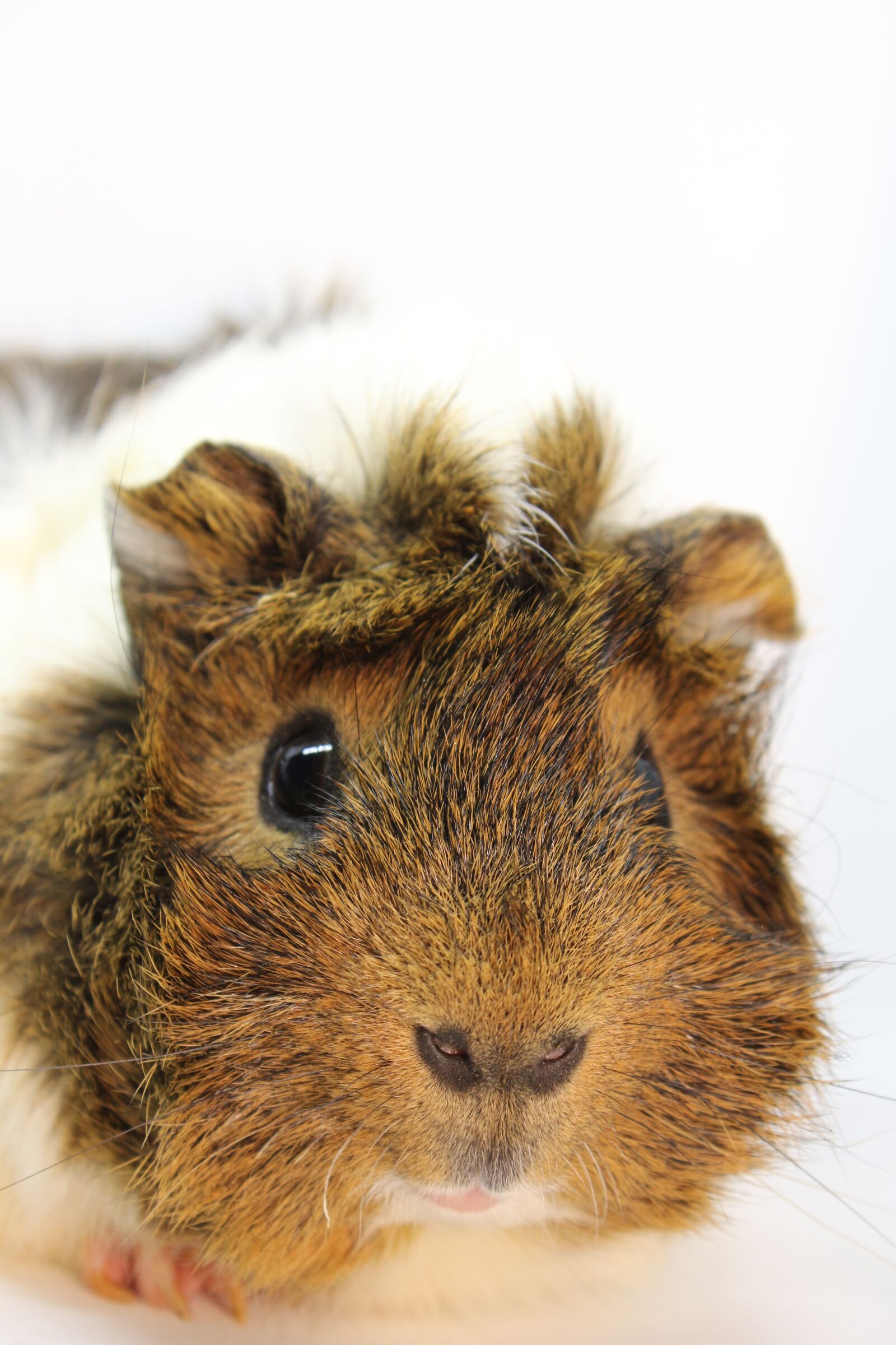 Canon EF-S 18-55mm F3.5-5.6 IS sample photo. Sea ​​pig, fur, close photography