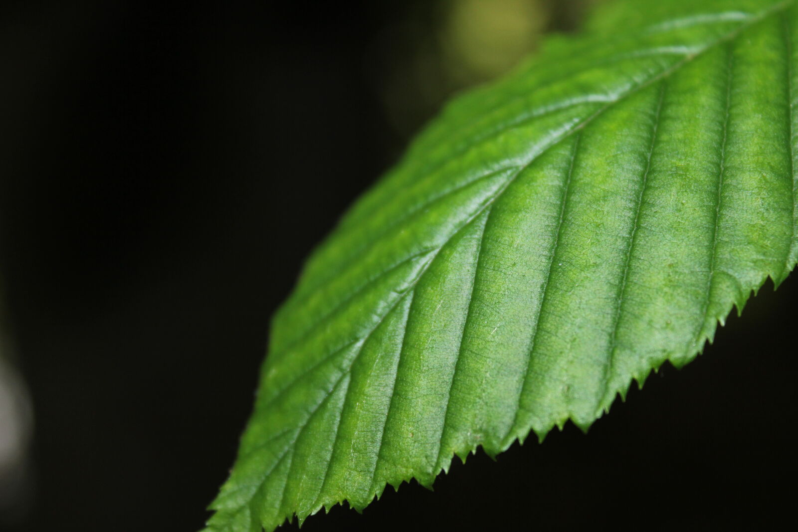 Canon EOS 550D (EOS Rebel T2i / EOS Kiss X4) + Canon EF-S 18-55mm F3.5-5.6 IS sample photo. Green, leaf photography