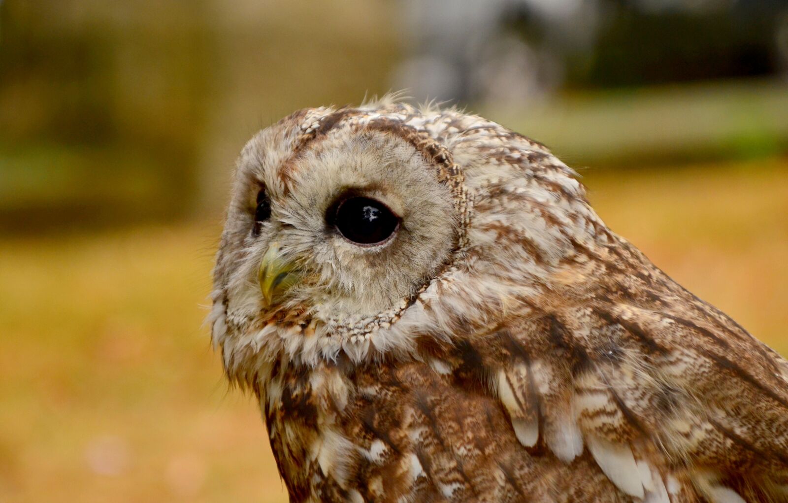 Nikon D5100 sample photo. Animal, beak, beautiful photography
