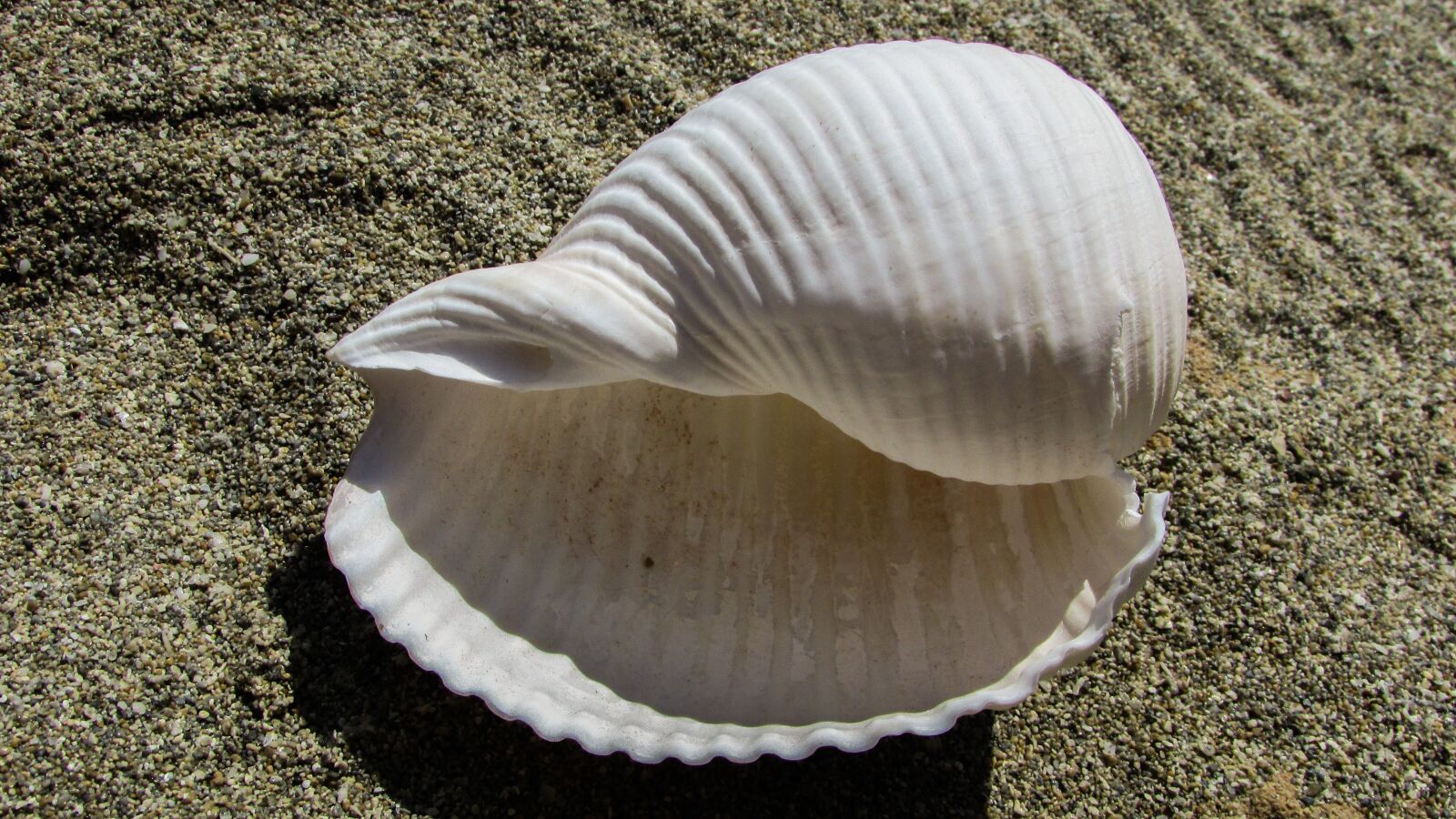 Canon PowerShot SX400 IS sample photo. Shell, beach, sea photography