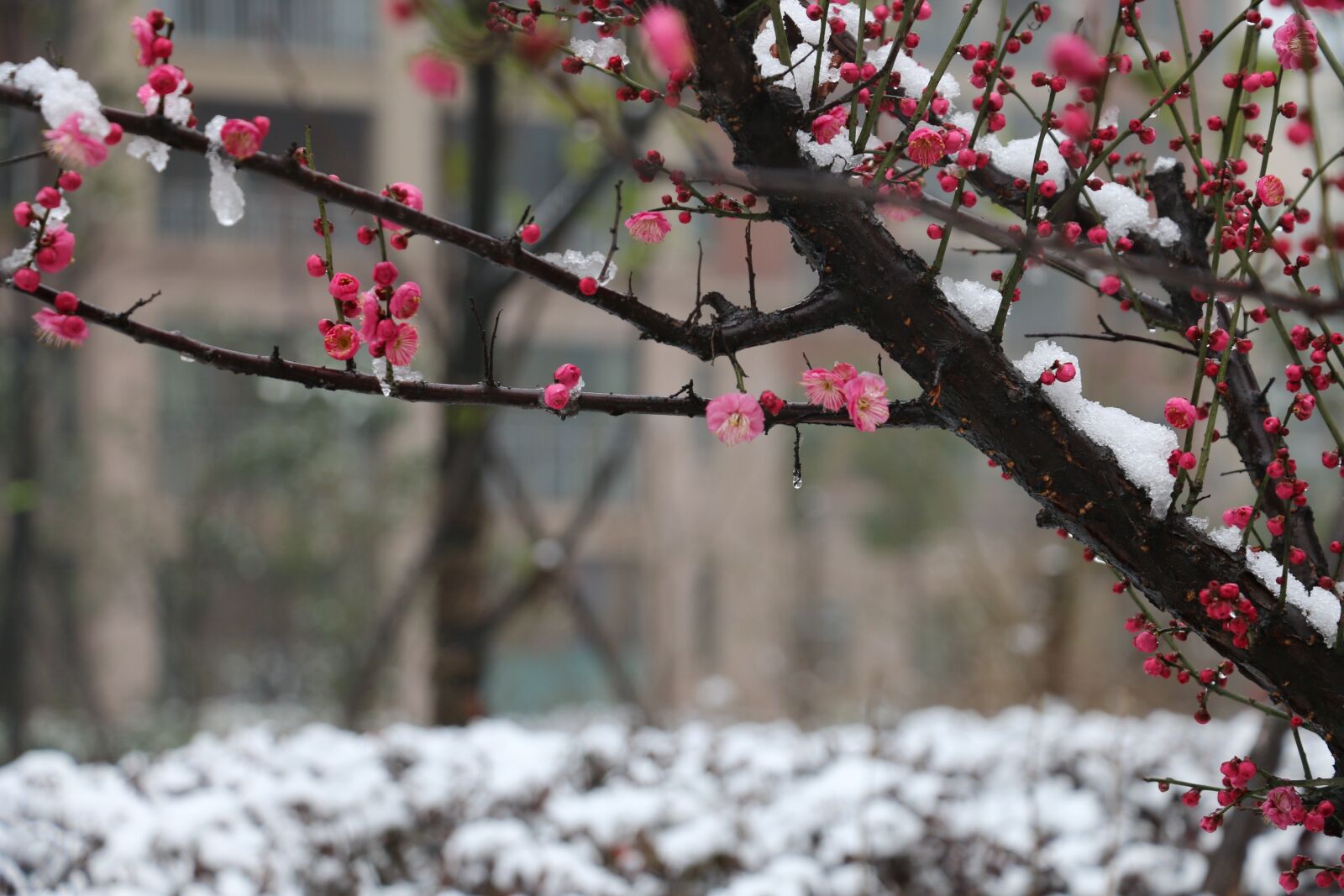 Canon EOS 70D sample photo. Plum blossom, snow, winter photography