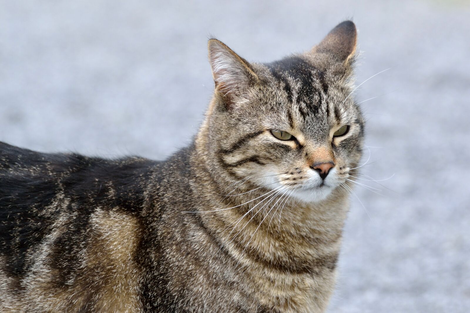 Nikon D3100 sample photo. Cat, tabby, animal photography