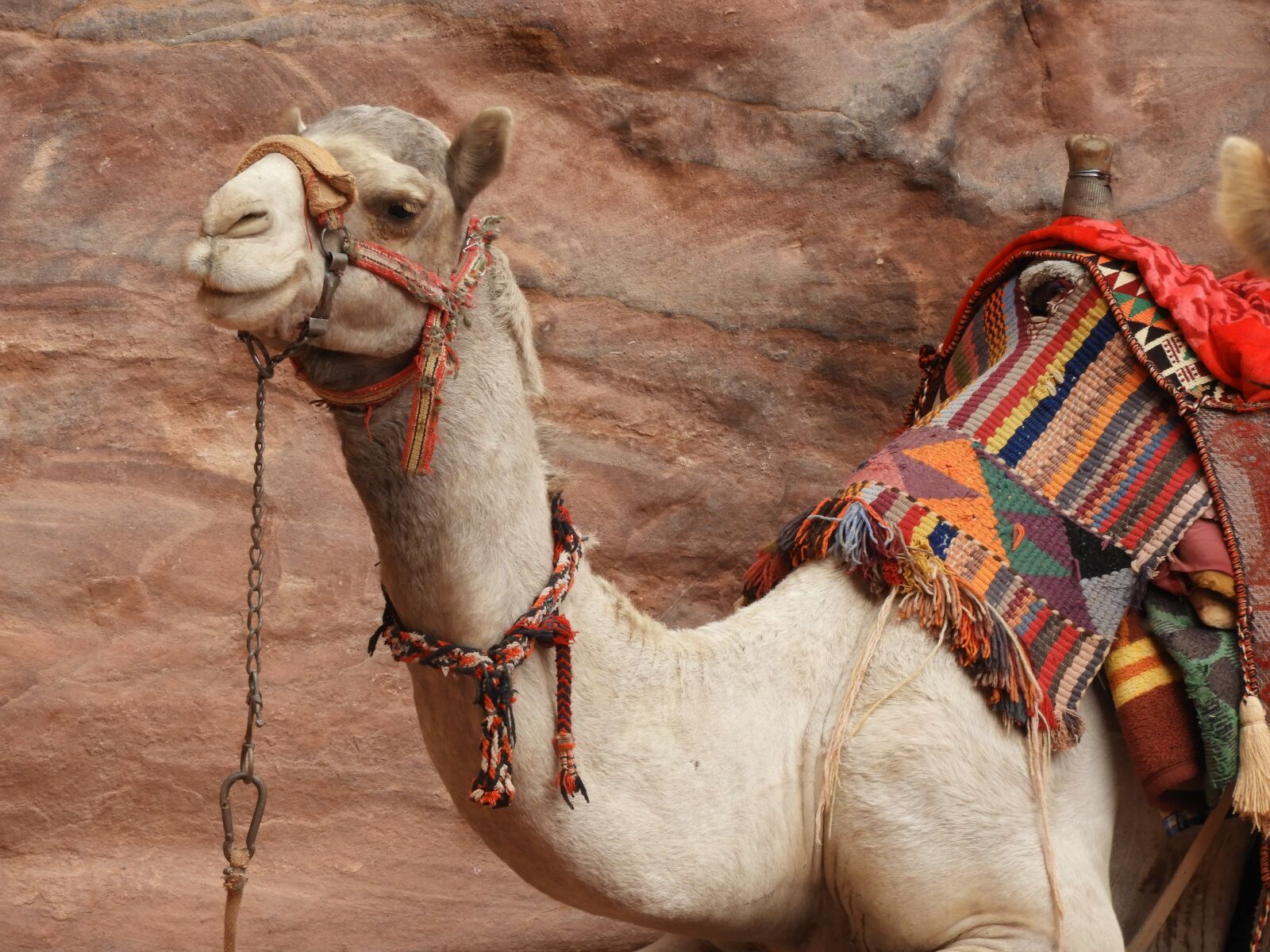 Nikon Coolpix B700 sample photo. Petra, jordan, camel photography