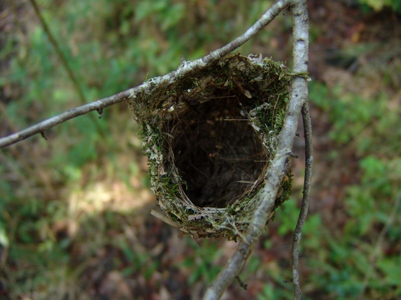 Sony DSC-F828 sample photo. Warbling, vireo, forest, nest photography