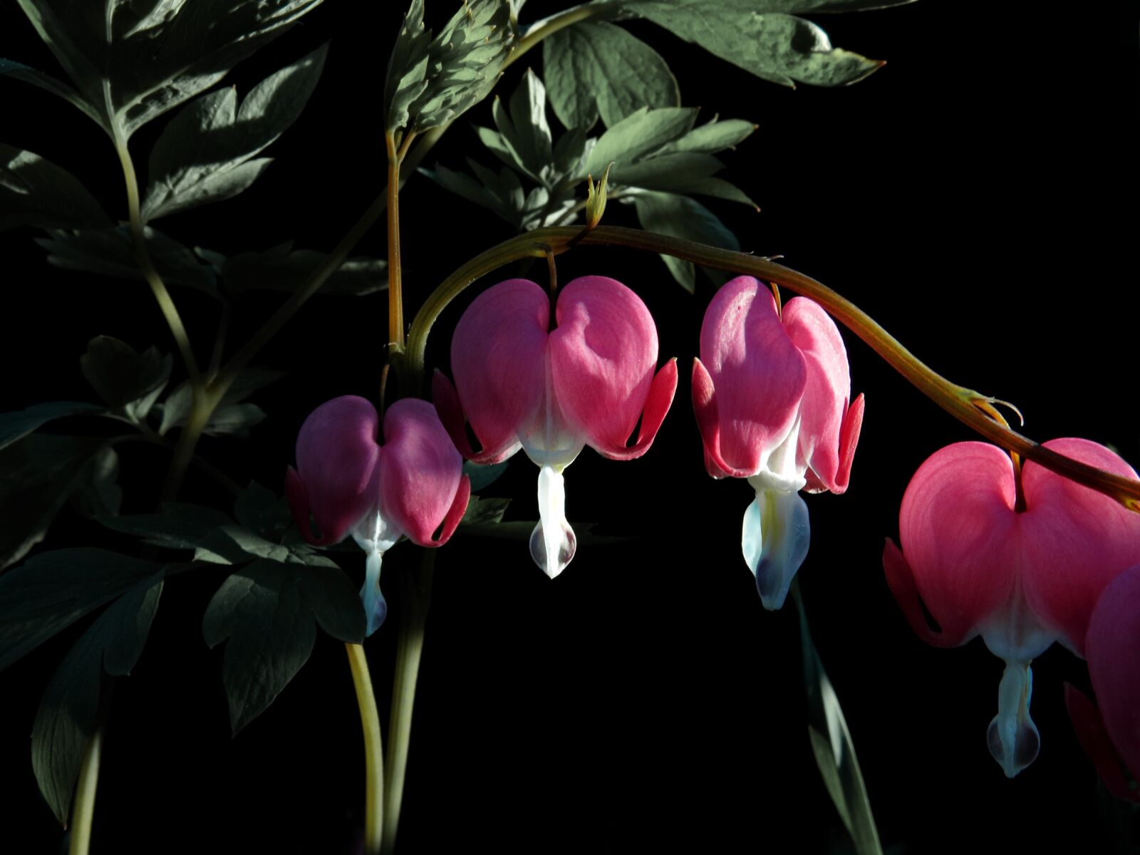 Canon PowerShot G15 sample photo. Bleeding heart, red flower photography