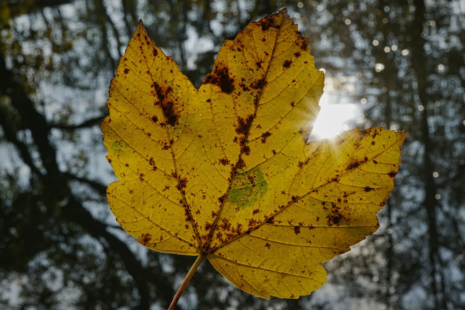 Sony FE 50mm F2.8 Macro sample photo. Autumn, fall foliage, november photography