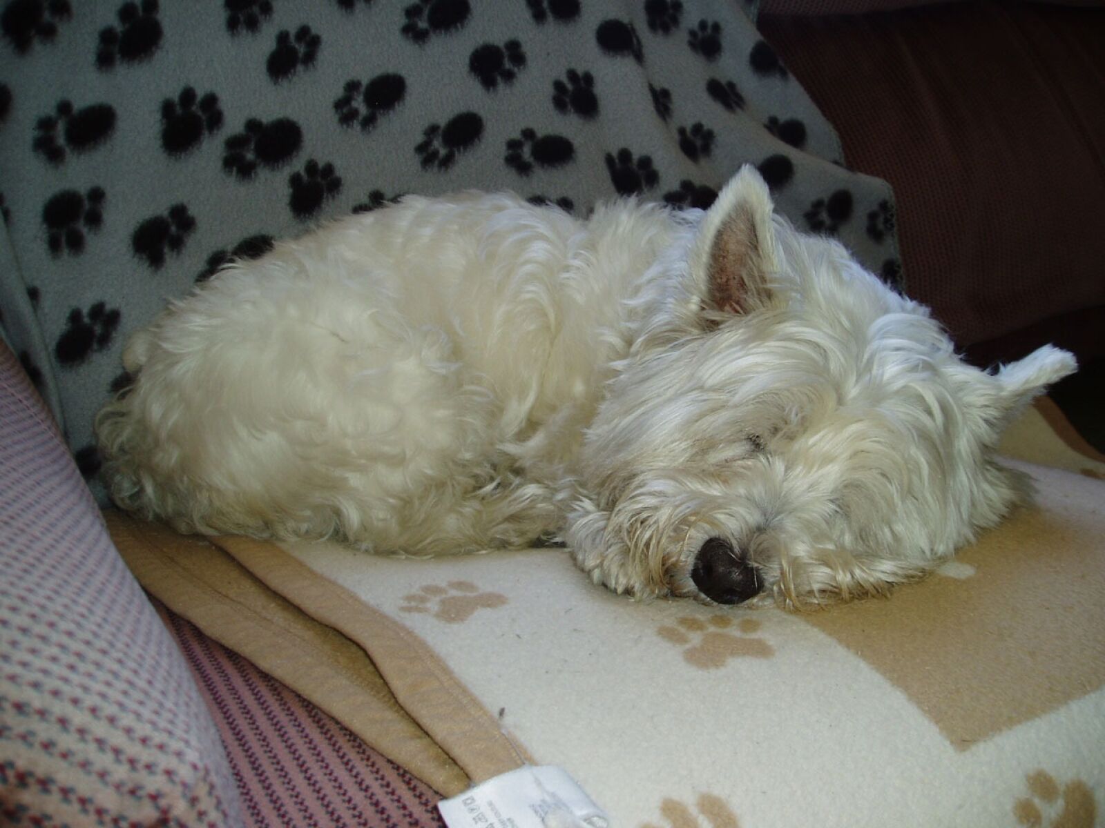 Olympus u20D,S400D,u400D sample photo. Molly, sleeping, dog photography